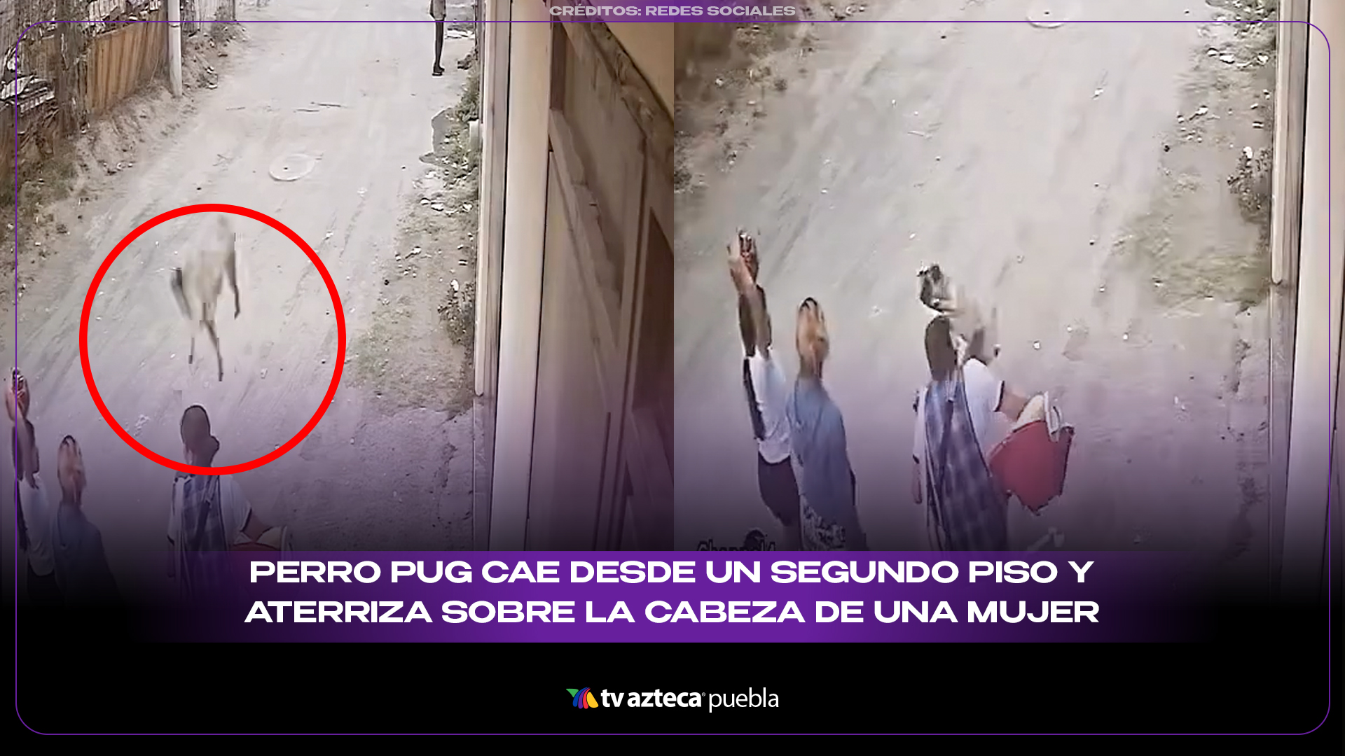 Perro pug aterriza sobre la cabeza de una mujer