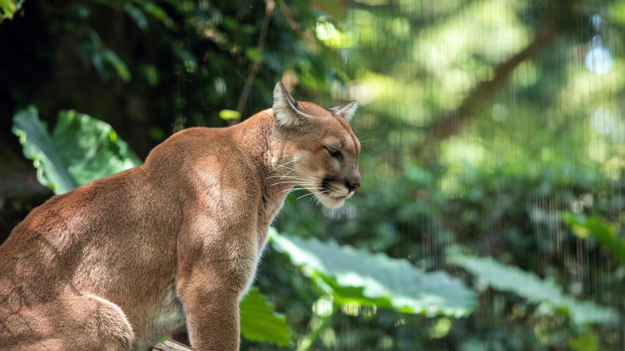 VIDEO: Padre e hija apedrean a un puma en Xilitla y desatan 