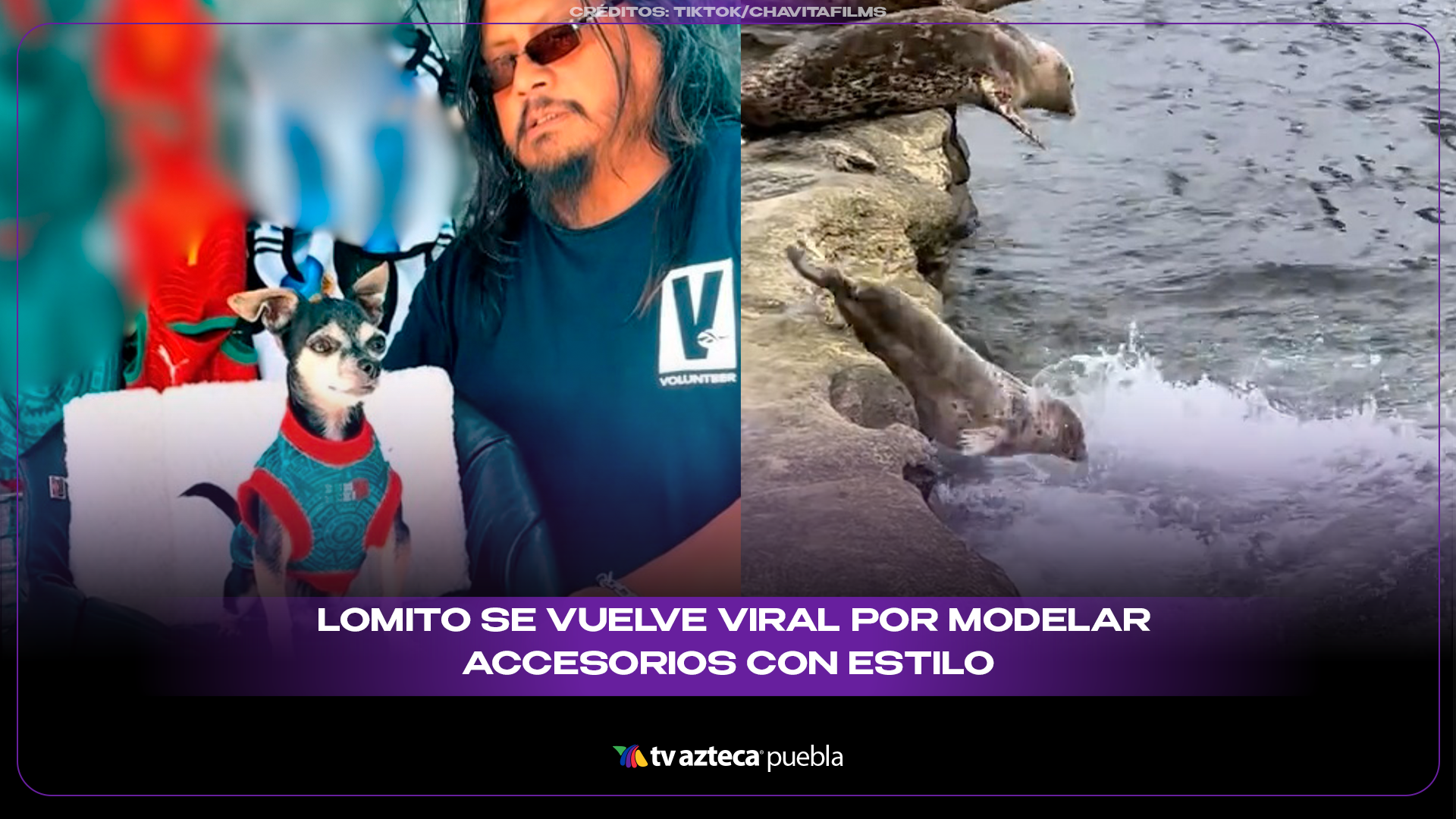 Lomito conquista internet al ser modelo de accesorios para mascotas