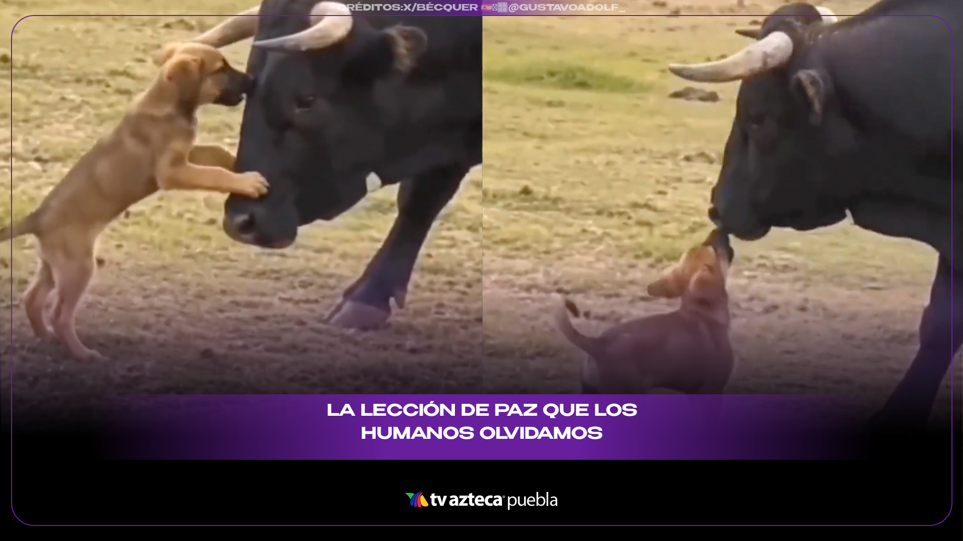 Cachorro y toro protagonizan una lección de aceptación que conmueve redes