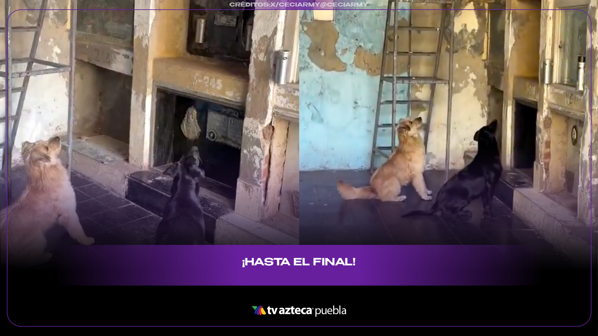 Perritos vigilando una tumba conmueven a millones en redes