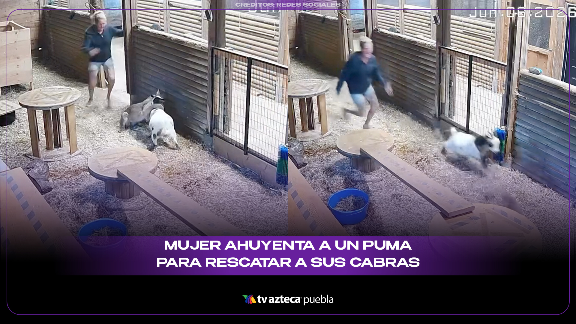 Joven ahuyenta a un puma y rescata a sus cabras en