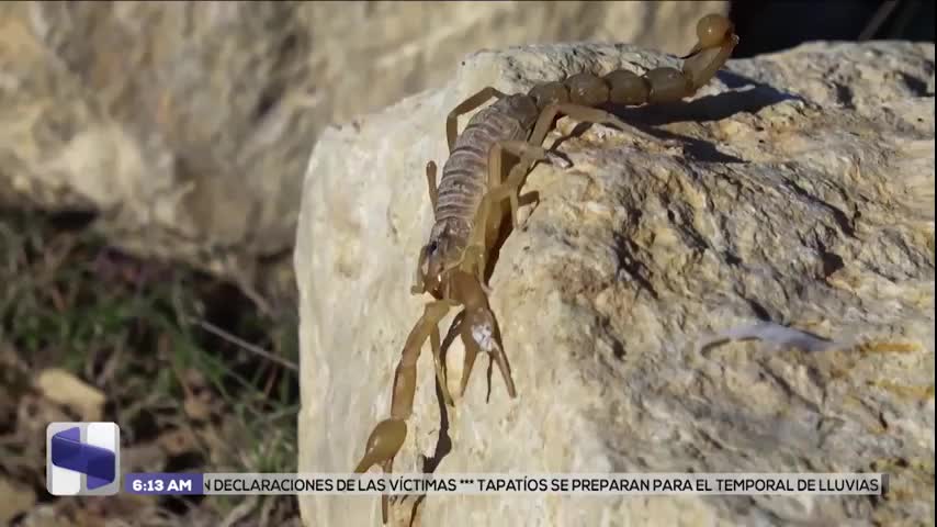 Jalisco registra miles de casos por picadura de alacrán; segundo lugar