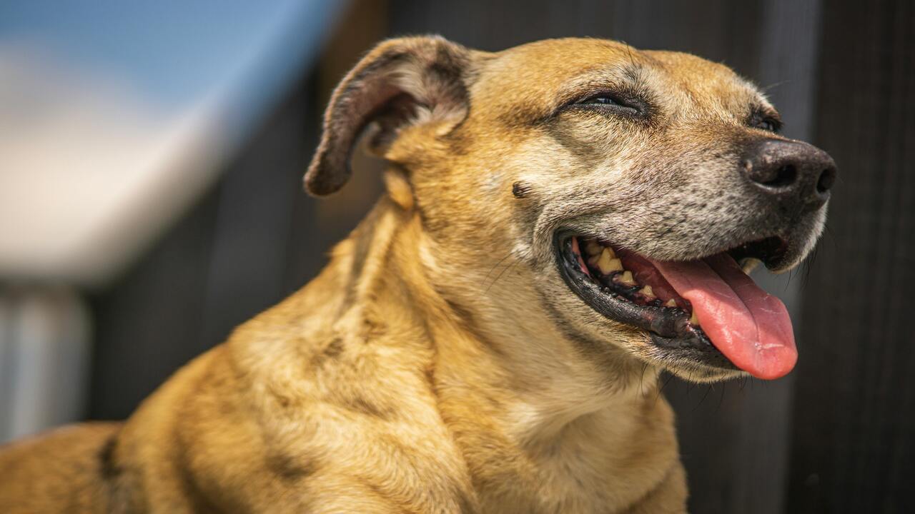 VIDEO: Perrito en unidad motora se pasea por calles de Huauchinango
