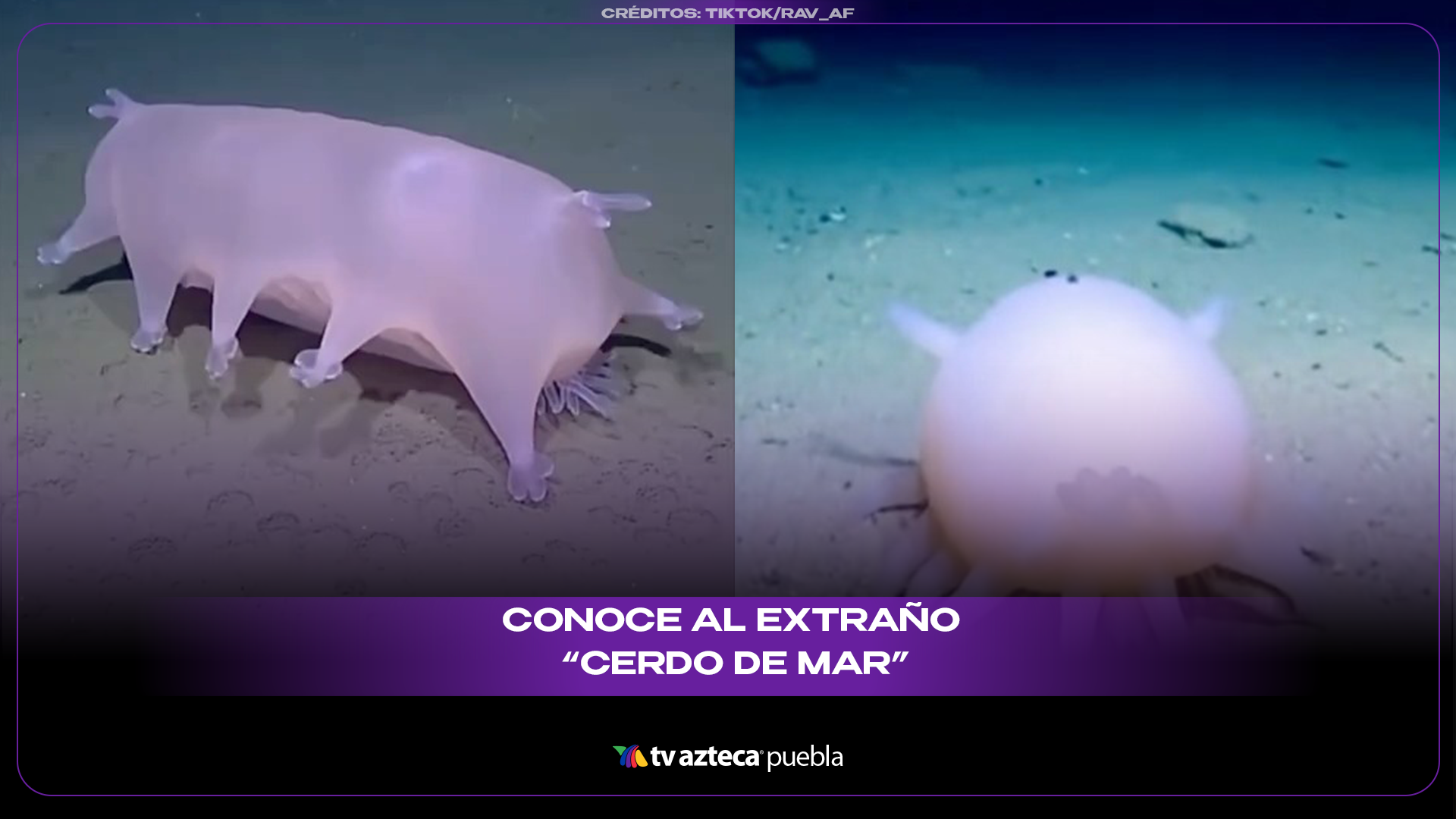 Cerdo de mar sorprende por su aspecto y su vida en