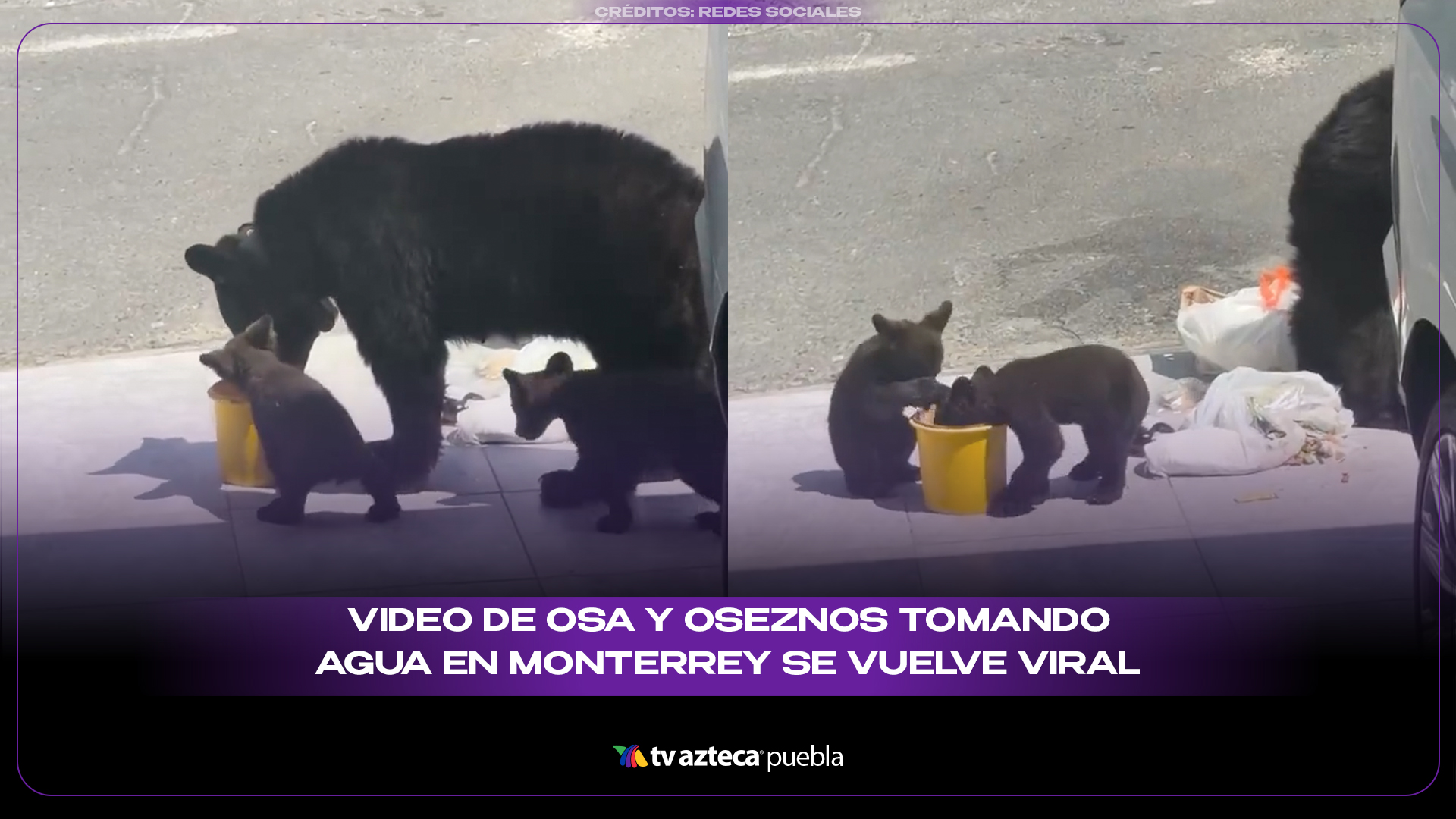 Osa y sus crías enternecen al beber agua que vecinos les dejaron durante ola de calor