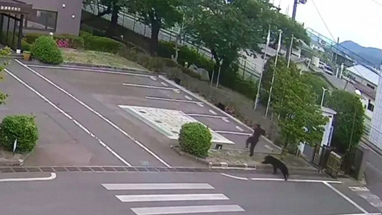 VIDEO: Captan momento en que oso ataca a un empleado frente a una oficina en Japón