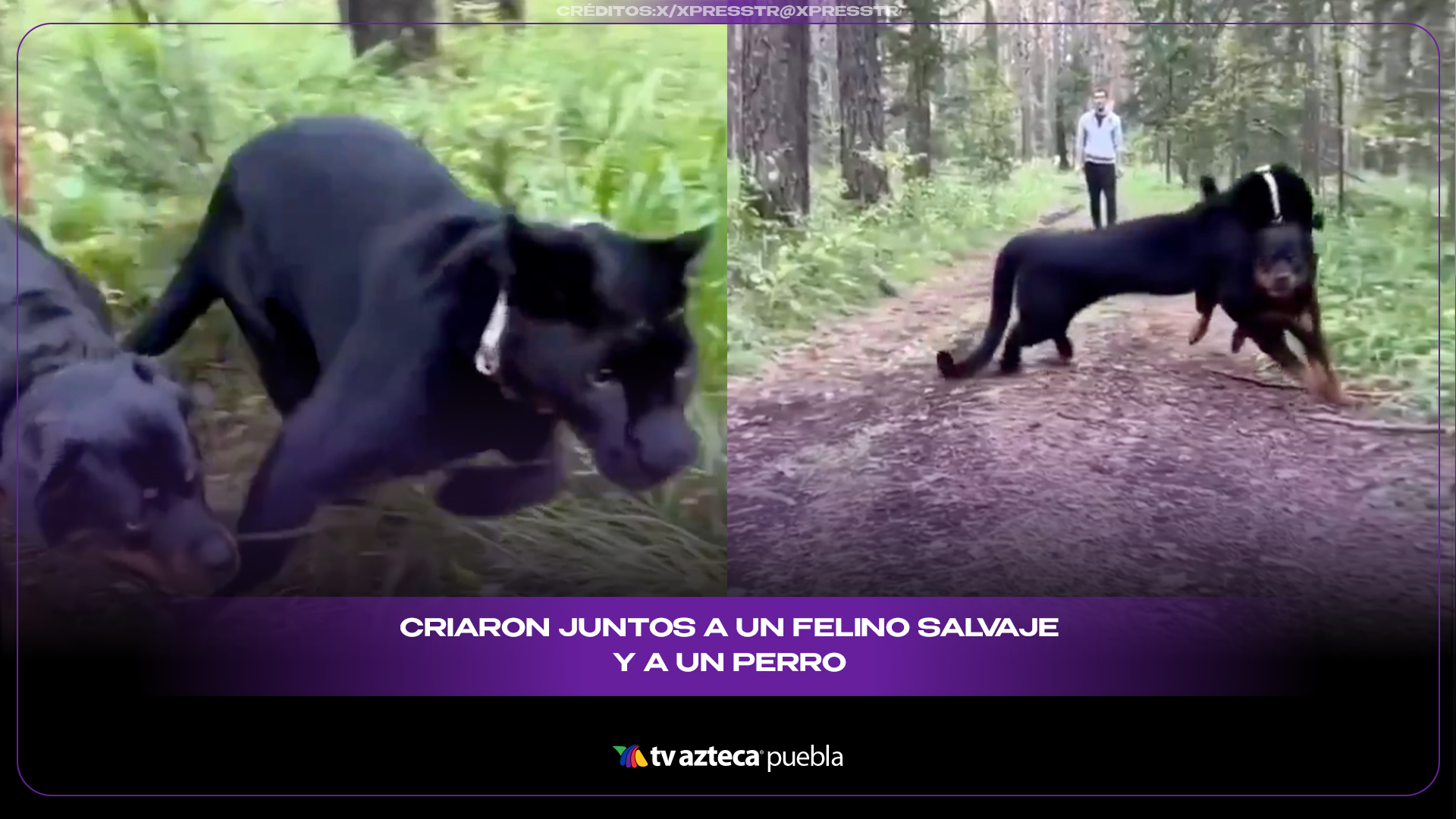Pantera negra y Rottweiler demuestran que la amistad no tiene especies