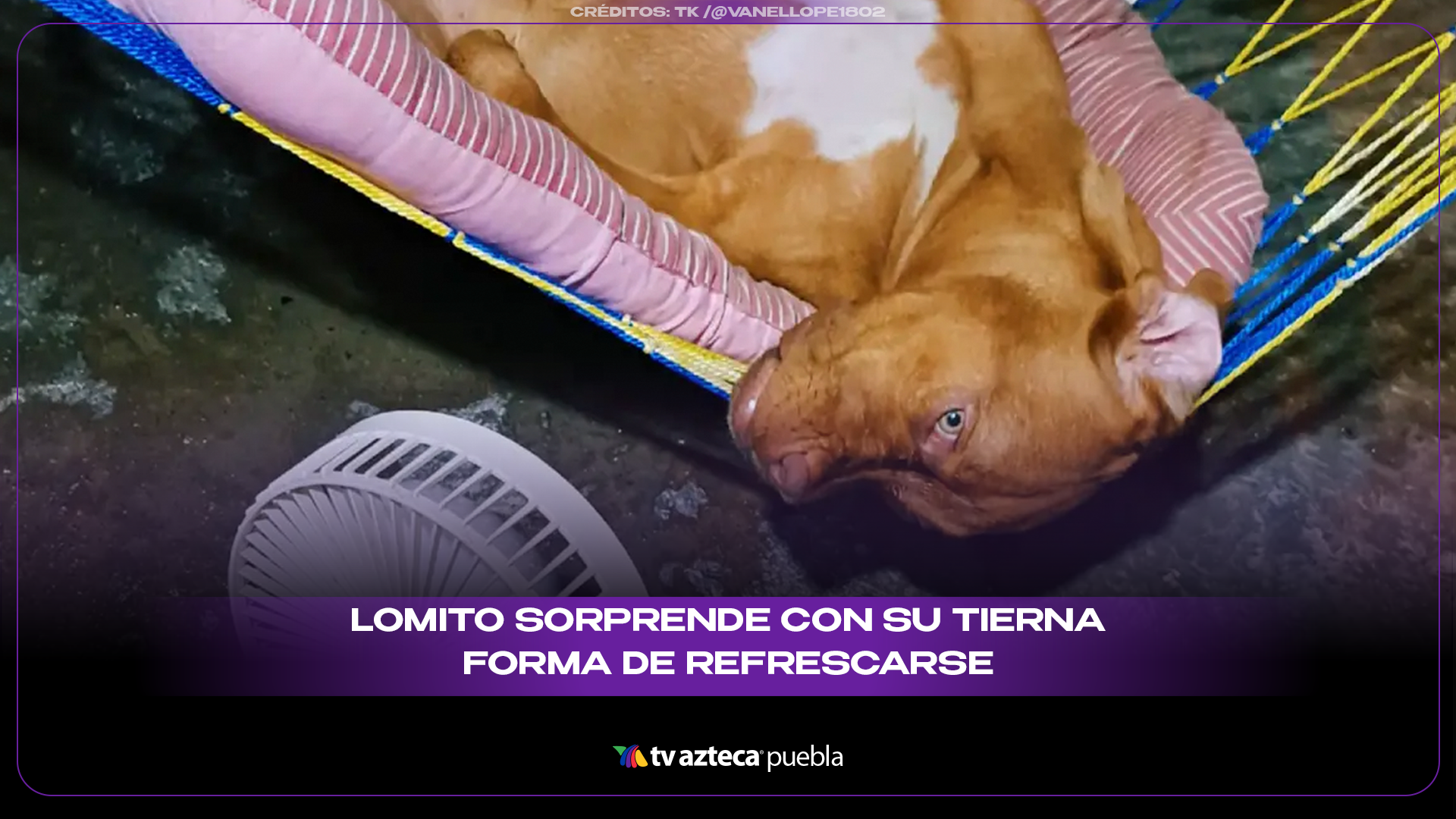 Lomito conquista redes con su peculiar forma de refrescarse