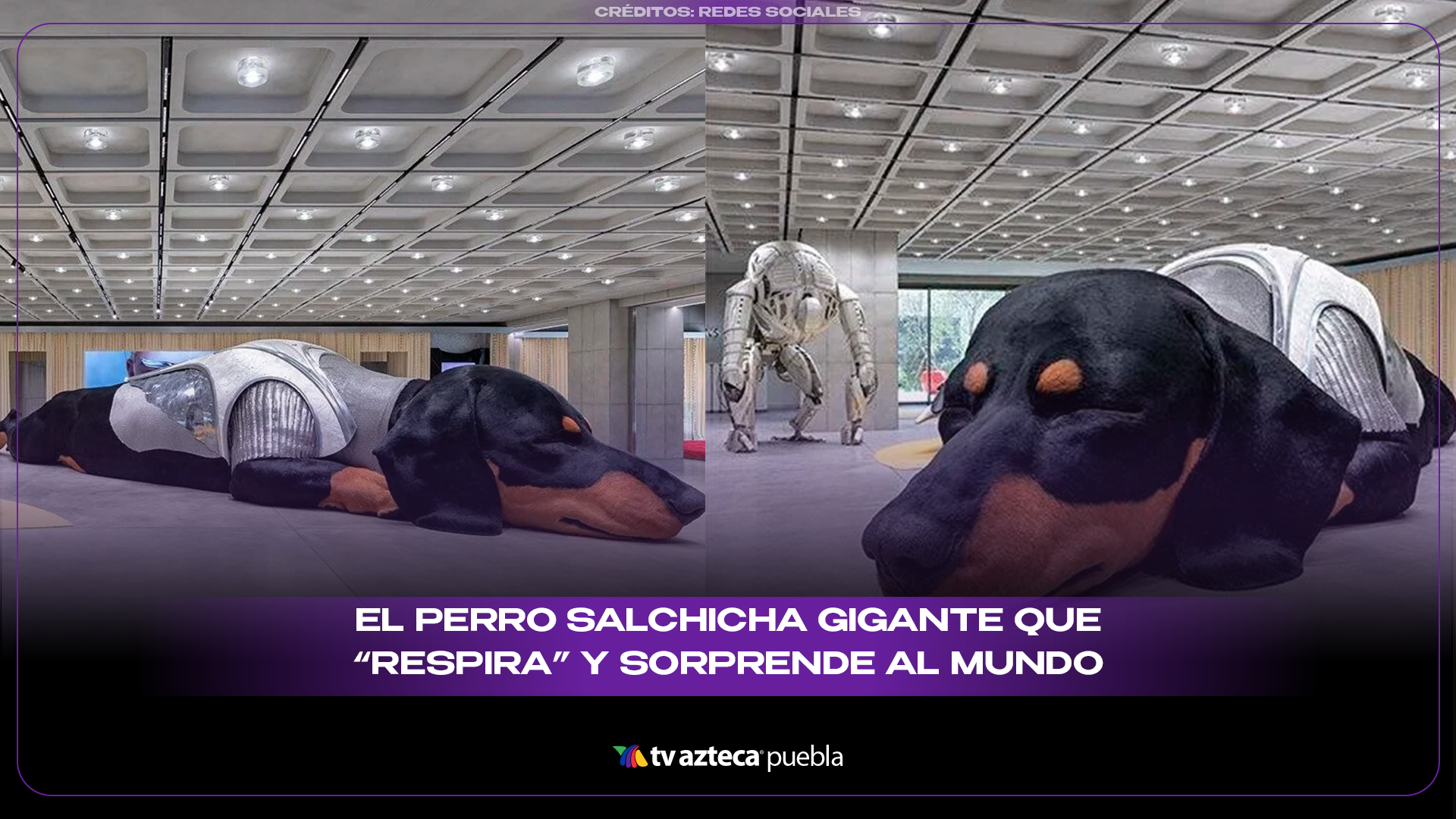Sunshine, el perro salchicha gigante que “respira” en Bangkok