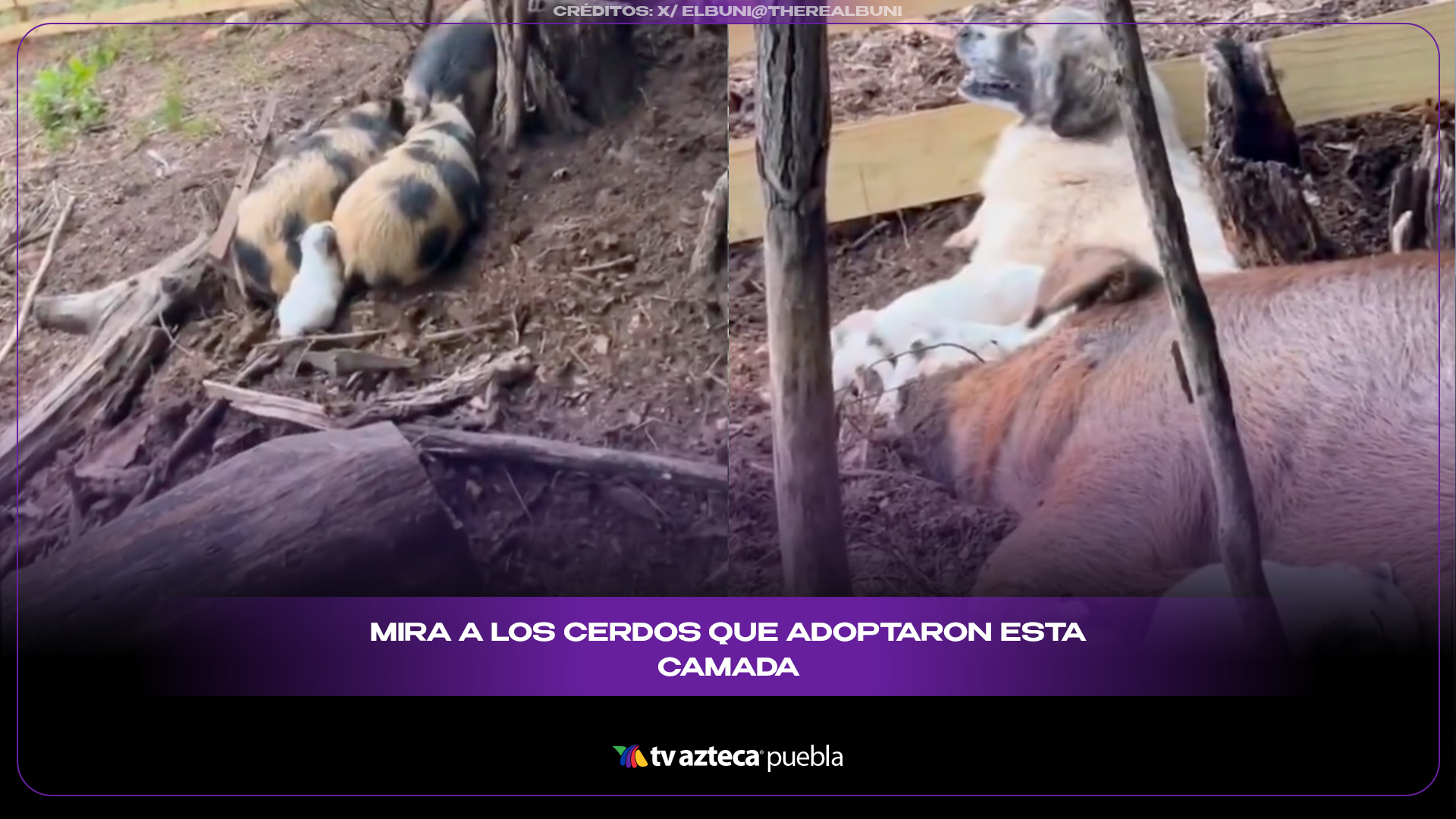 Cerdos protegen camada de perritos y derriten internet de ternura