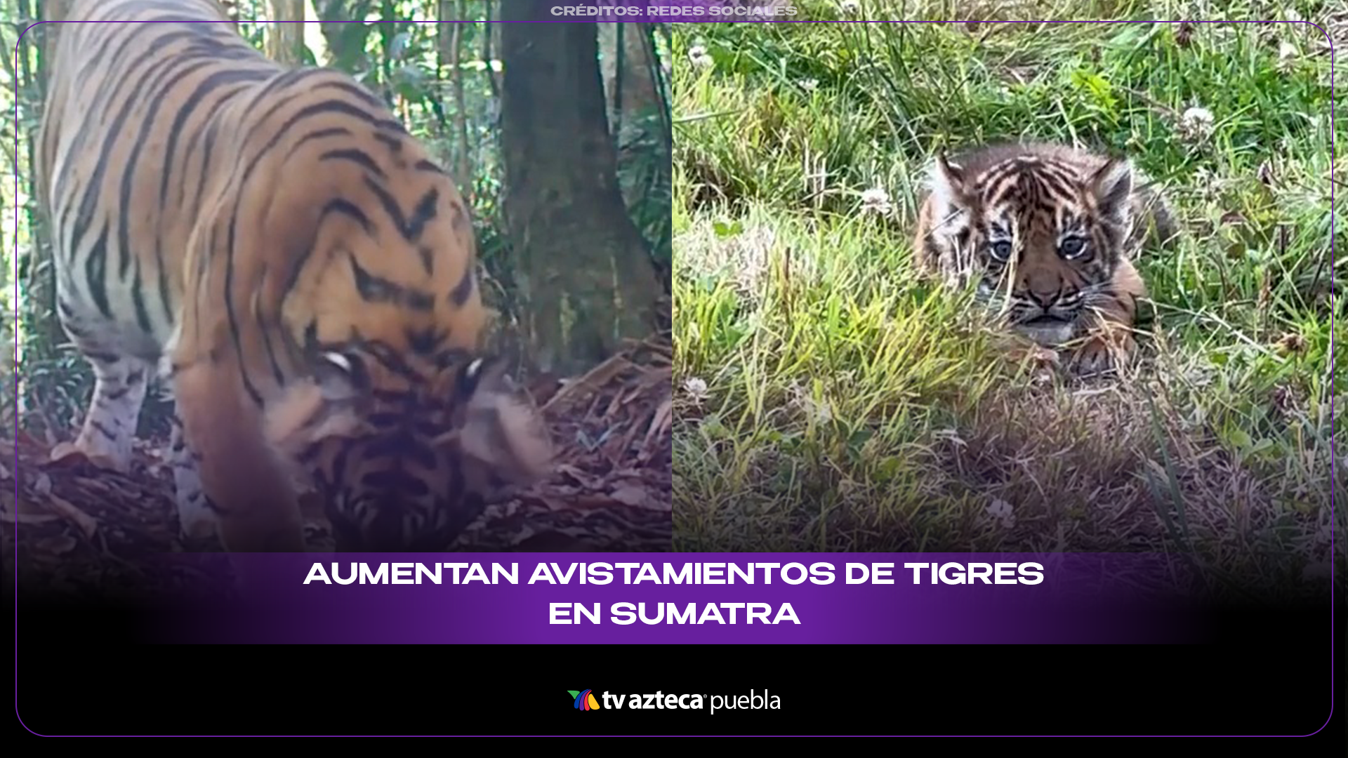 Avistamientos de tigres de Sumatra aumentan en parques de Indonesia