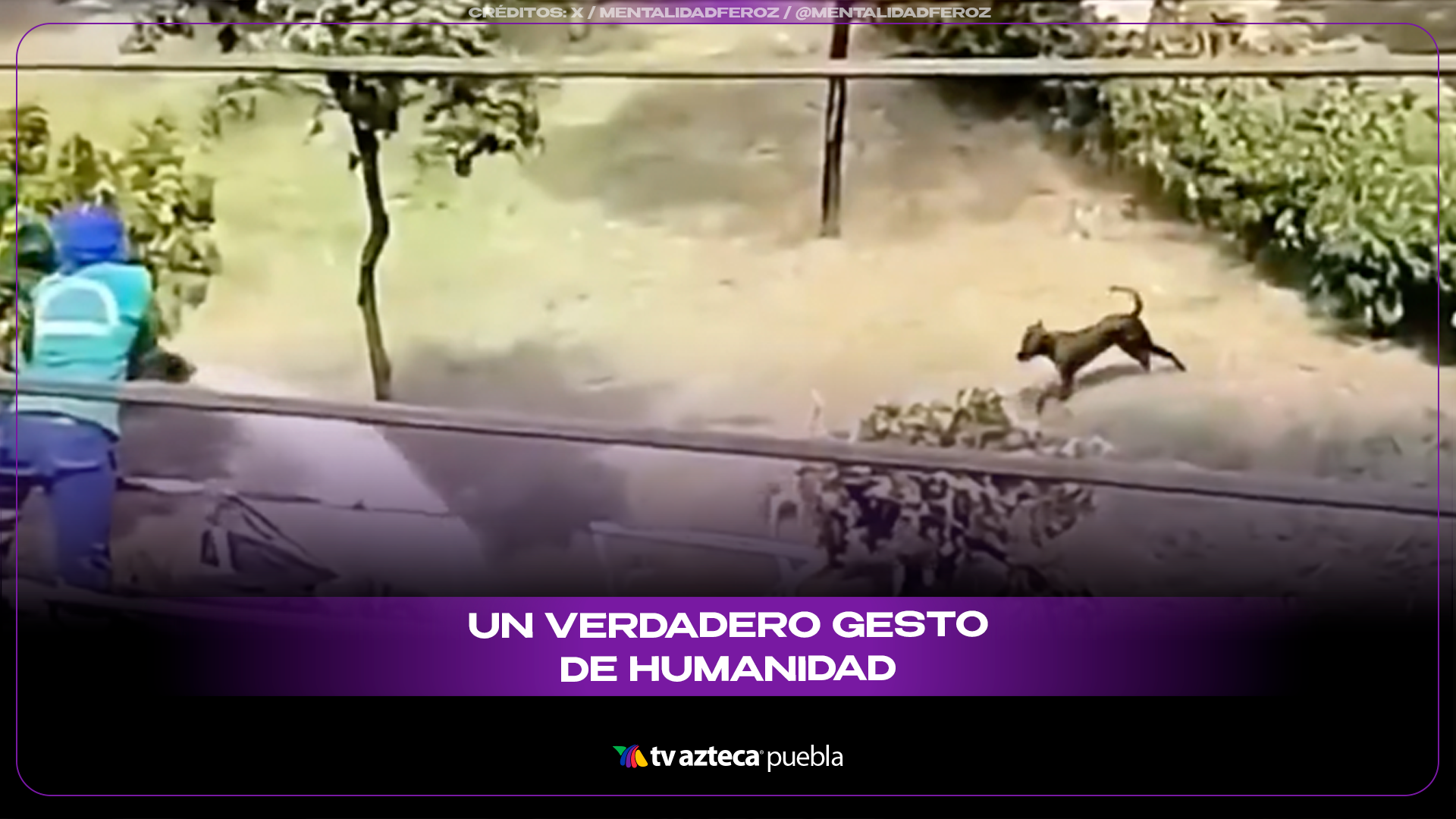 Chofer de camión de agua ayuda a perros callejeros durante i