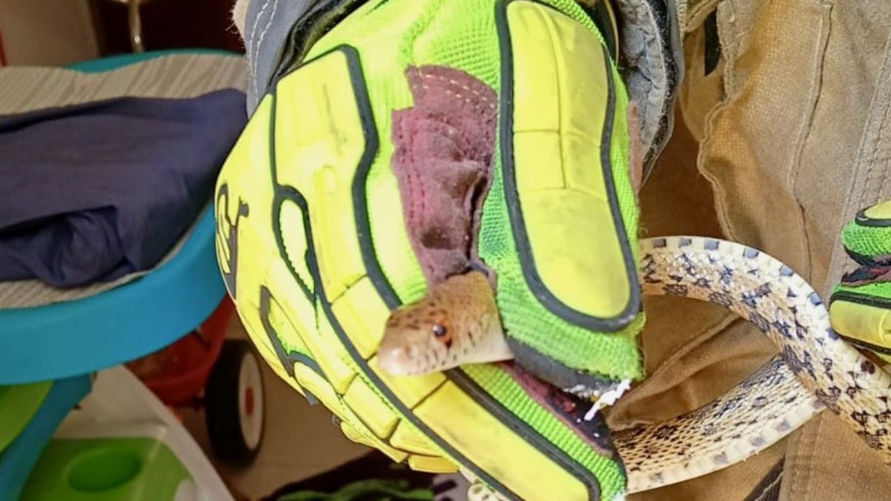Localizan SERPIENTE dentro de una vivienda en Cholula HOY jueves; así ocurrió el hallazgo