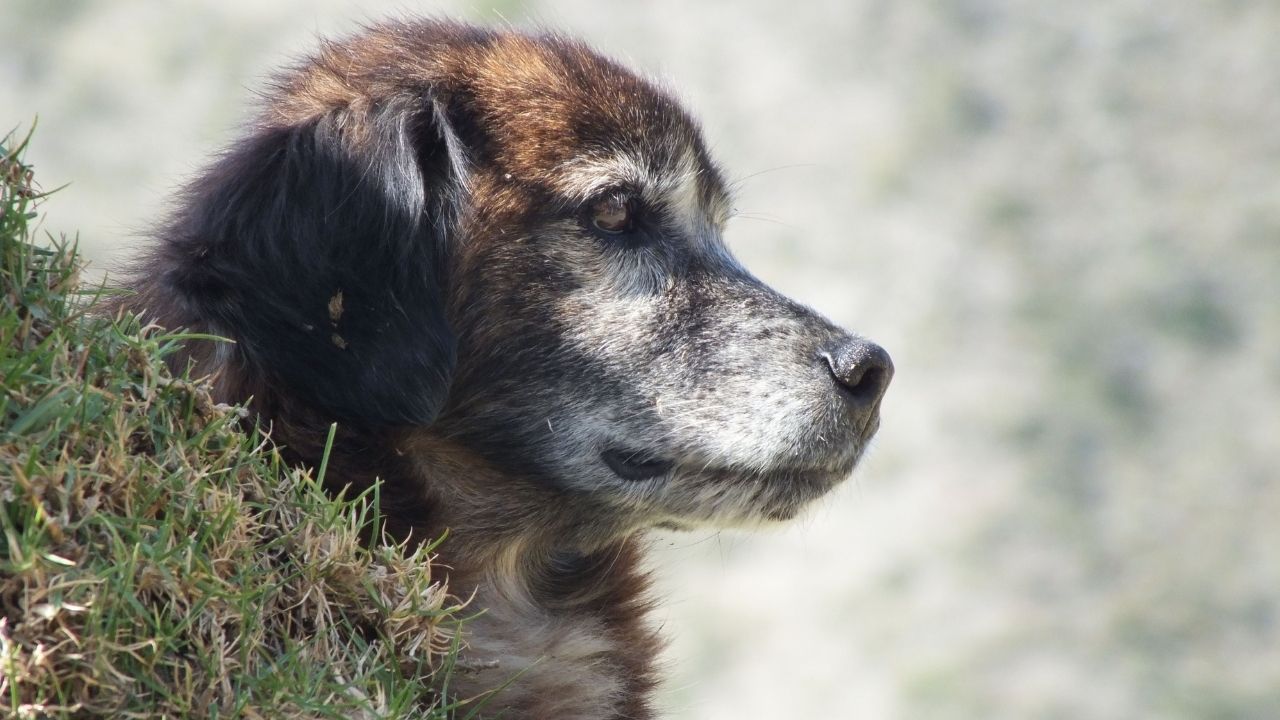 ¿Tu perro ya tiene más de 6 años? Estos cuidados podrían cambiar la vida de tu perro viejito