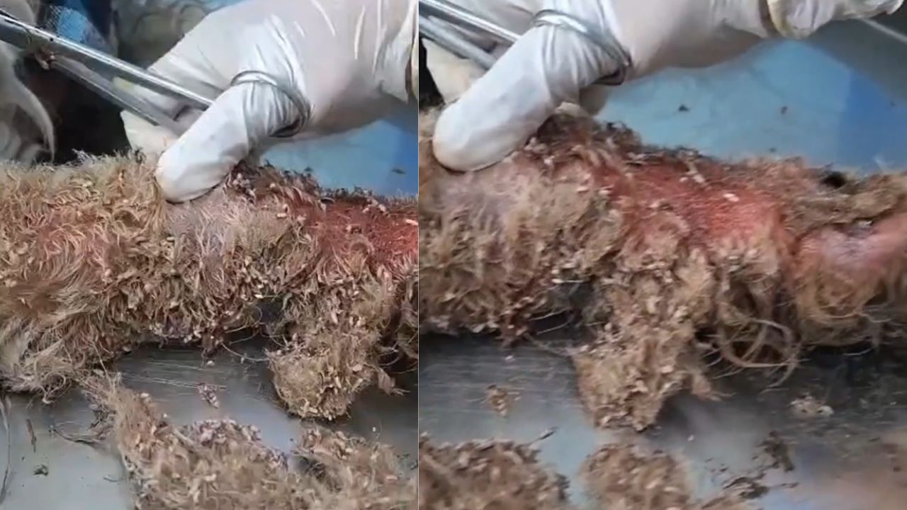VIDEO: Alertan por casos de gusano barrenador en mascotas en Santiago Miahuatlán, Puebla