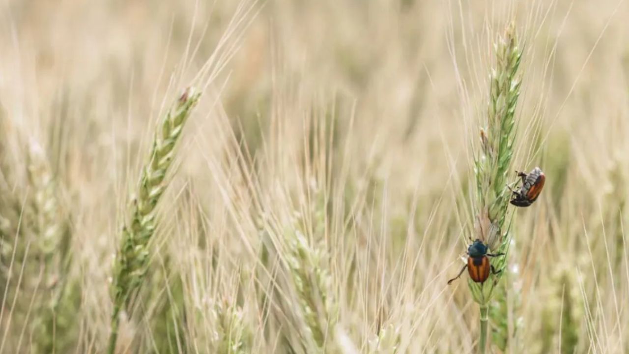 Alertan por plaga que arriesgaría la producción de maíz en México; así podría impactar la seguridad alimentaria