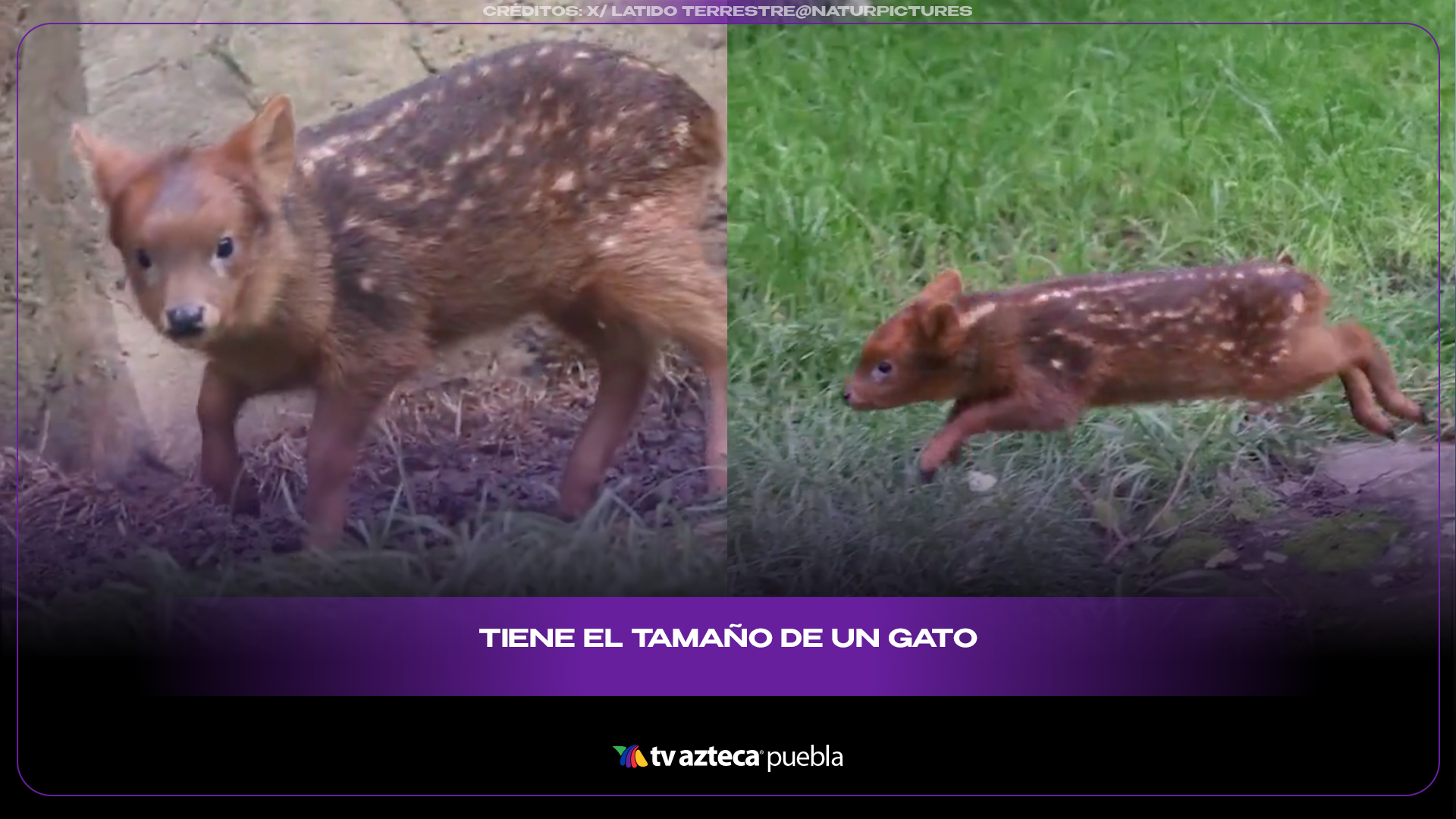 El pudú, el ciervo más pequeño del mundo, conquista las redes