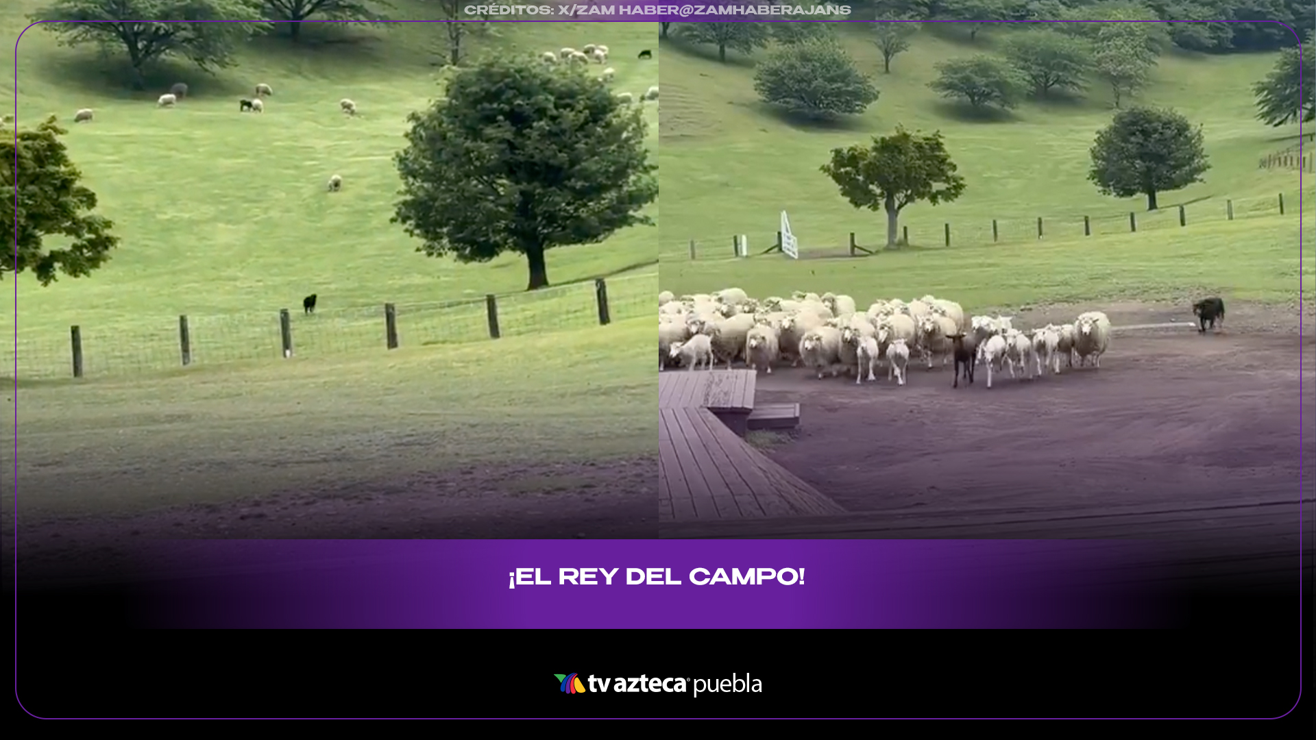 Perro pastor controla cientos de ovejas y deja asombradas a las redes