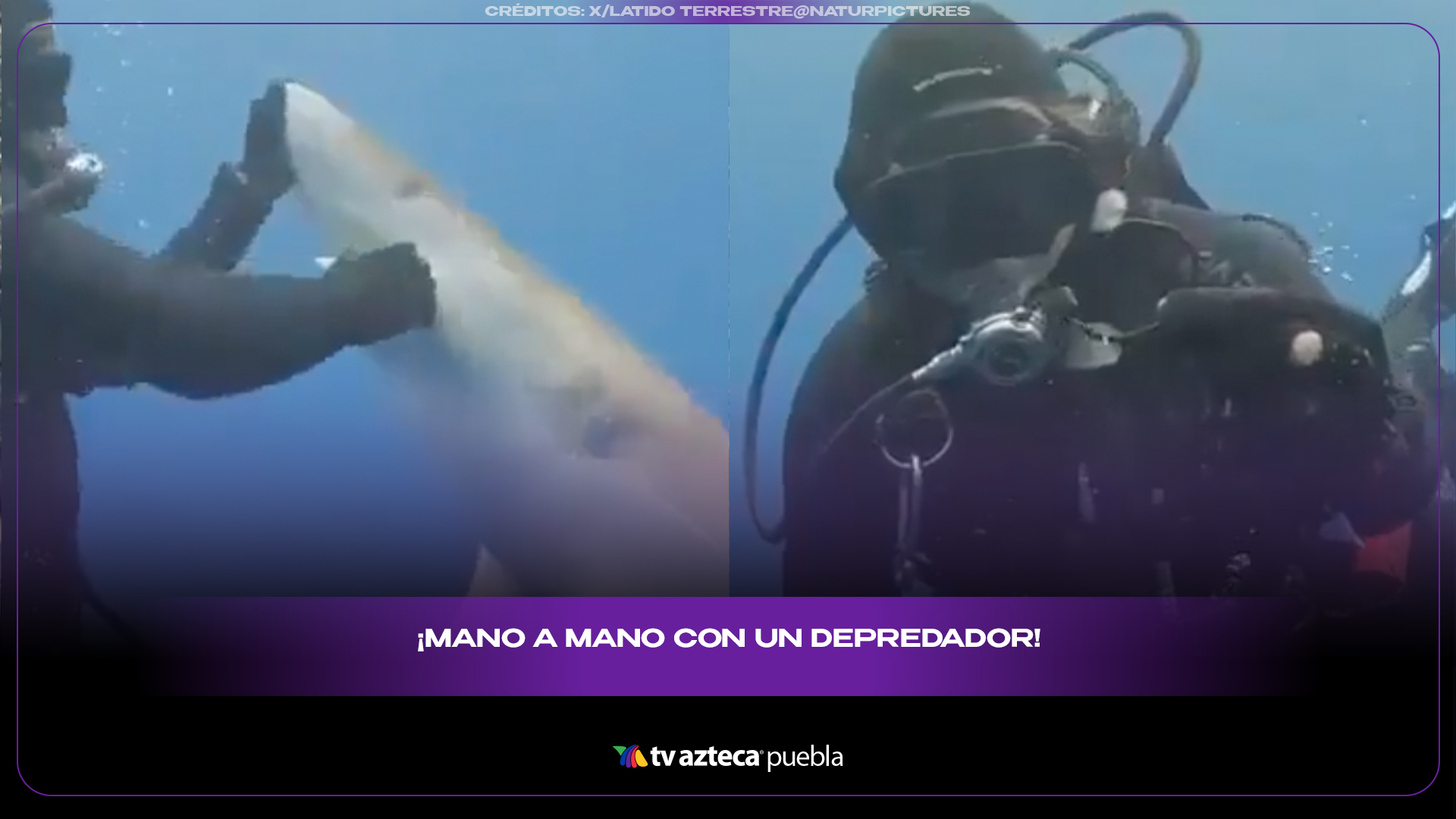 Buzo rescata a tiburón atrapado por un anzuelo en impresionante maniobra