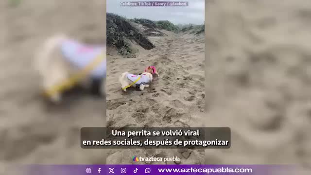 Video muestra a una perrita tropezando de felicidad durante su visita a la playa