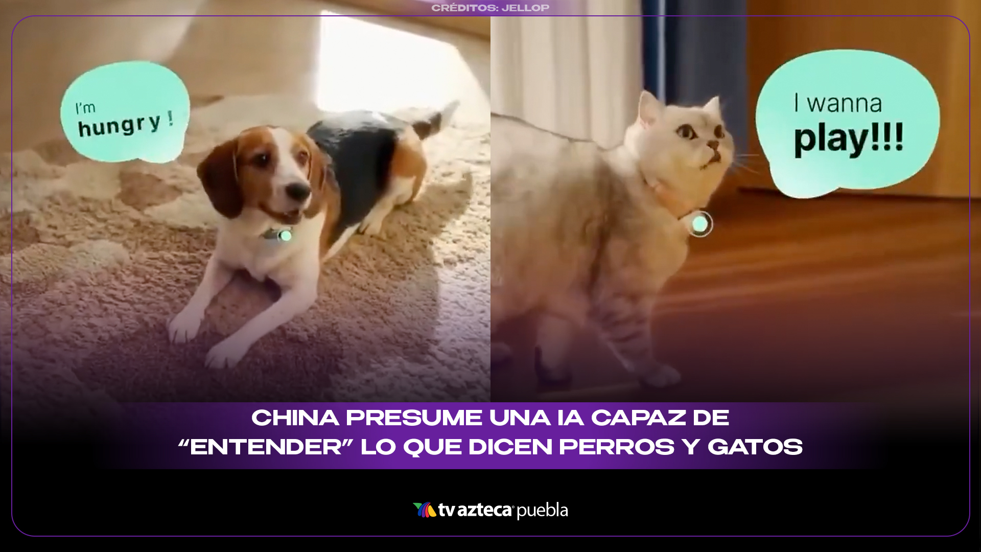 China presume una IA capaz de “entender” lo que dicen perros y gatos