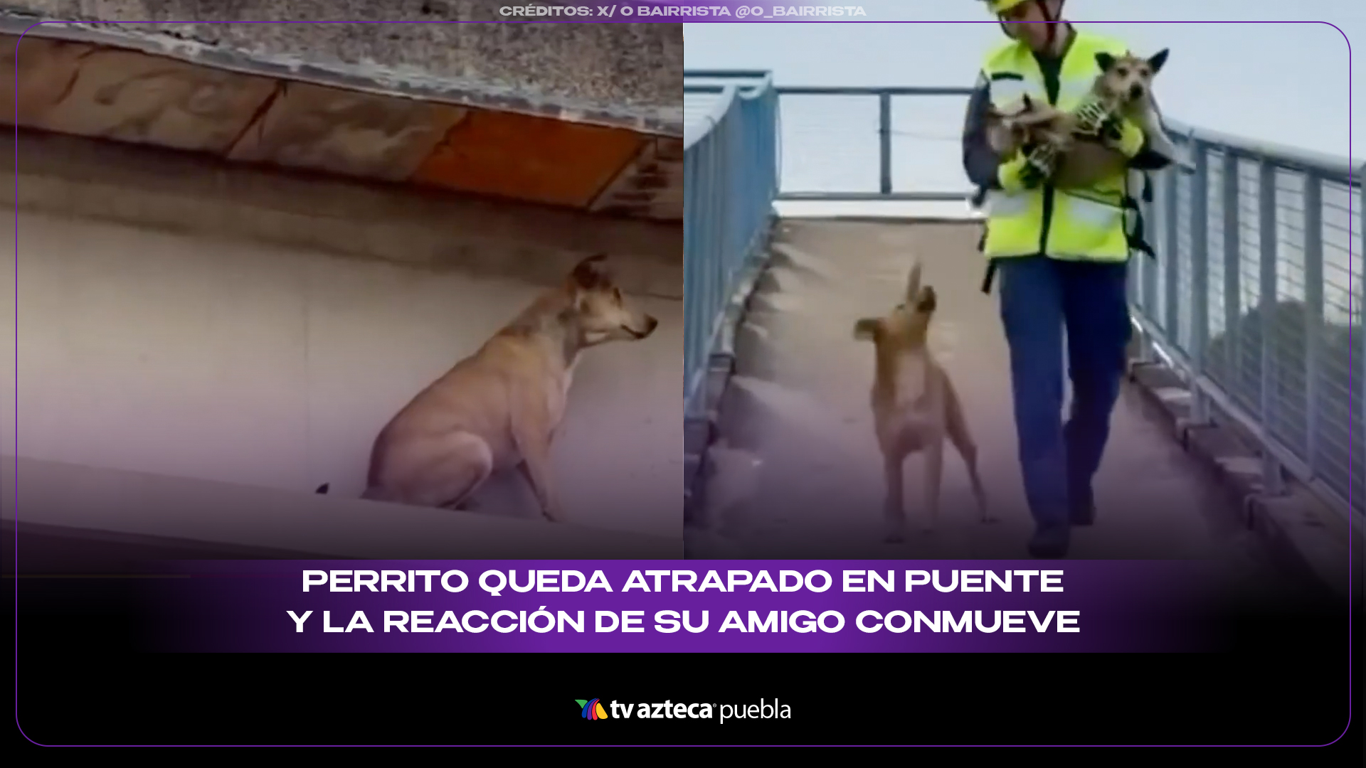 Perrito queda atrapado en puente y la reacción de su amigo conmueve a millones