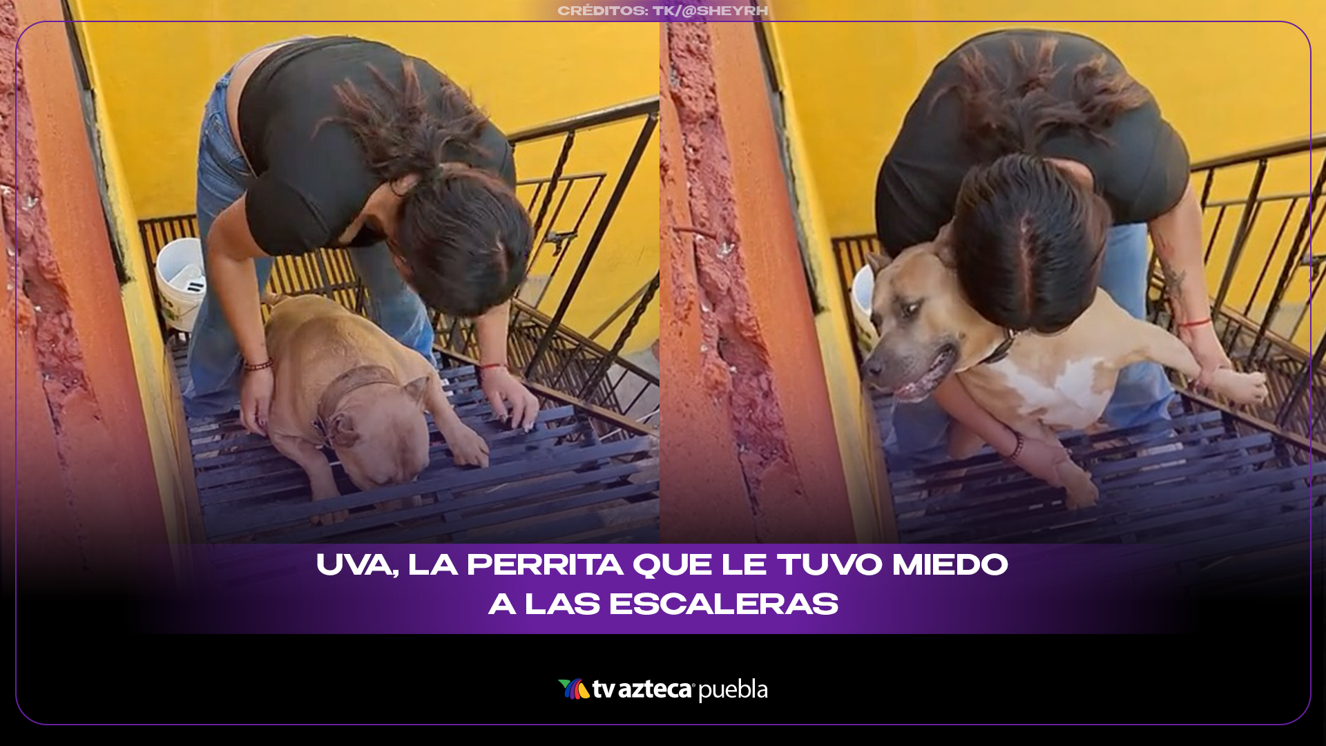 Uva, la perrita viral que le tuvo miedo a las escaleras