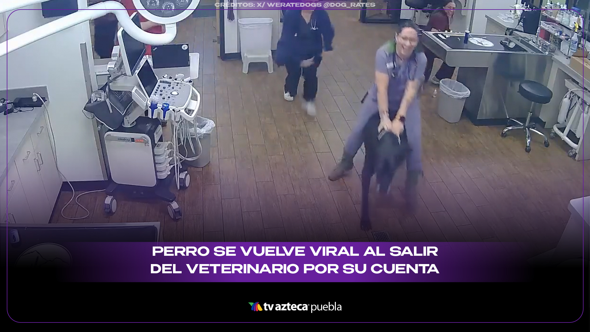 Perro decidió que la consulta terminó y nadie pudo detenerlo