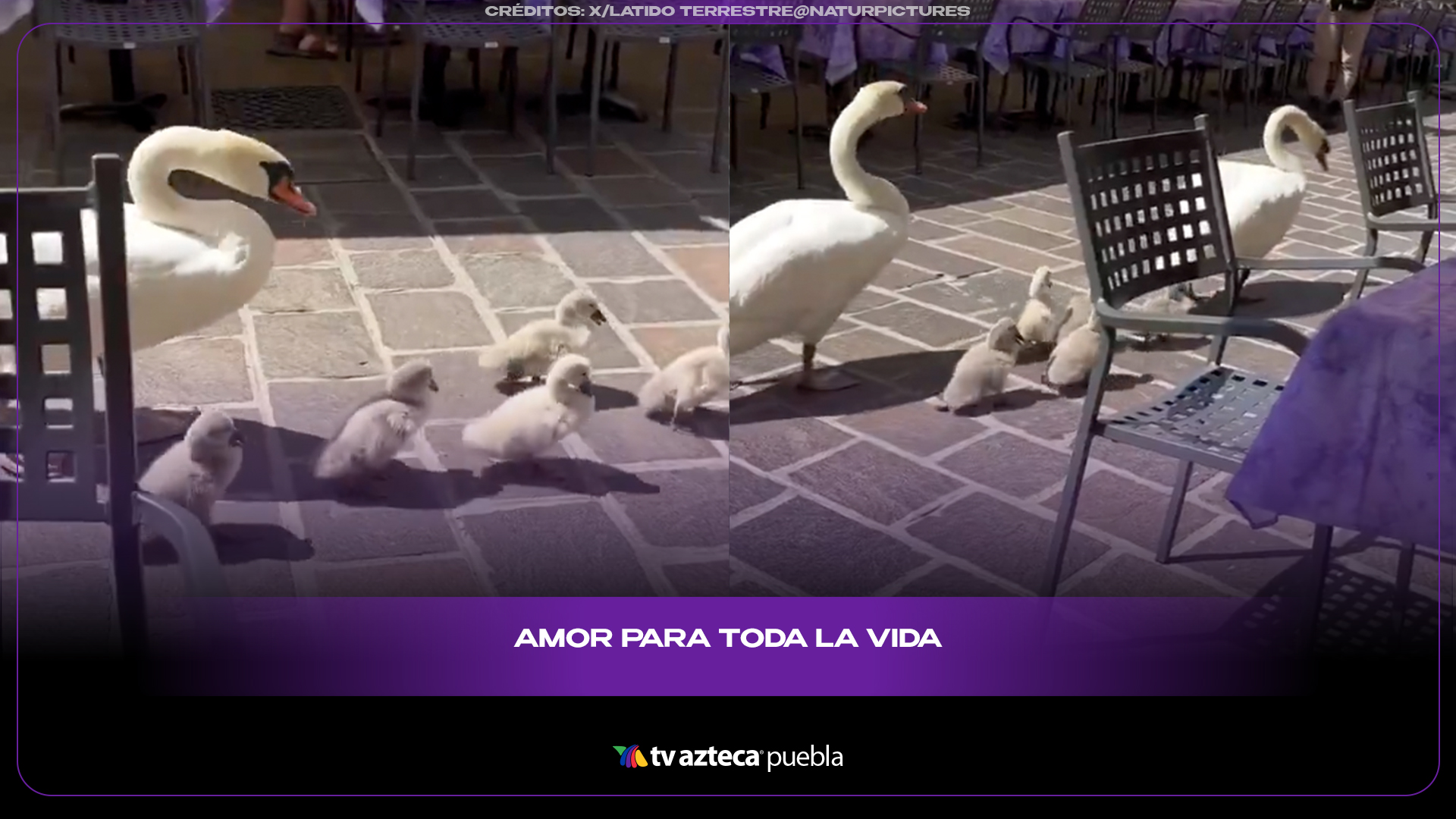 Familia de cisnes pasea entre mesas y roba todas las miradas