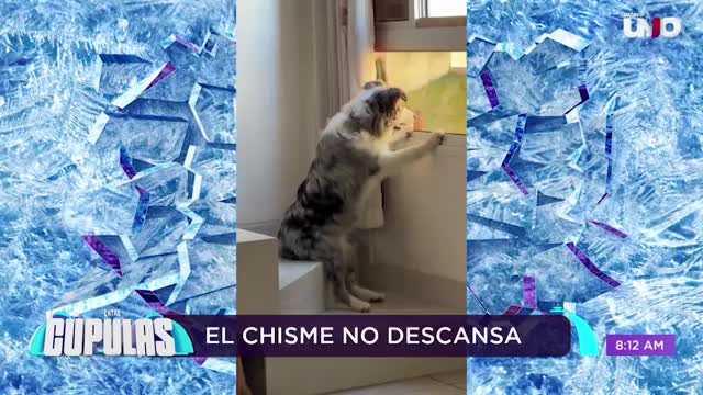 Lomito vigila a los vecinos desde la ventana y conquista las redes