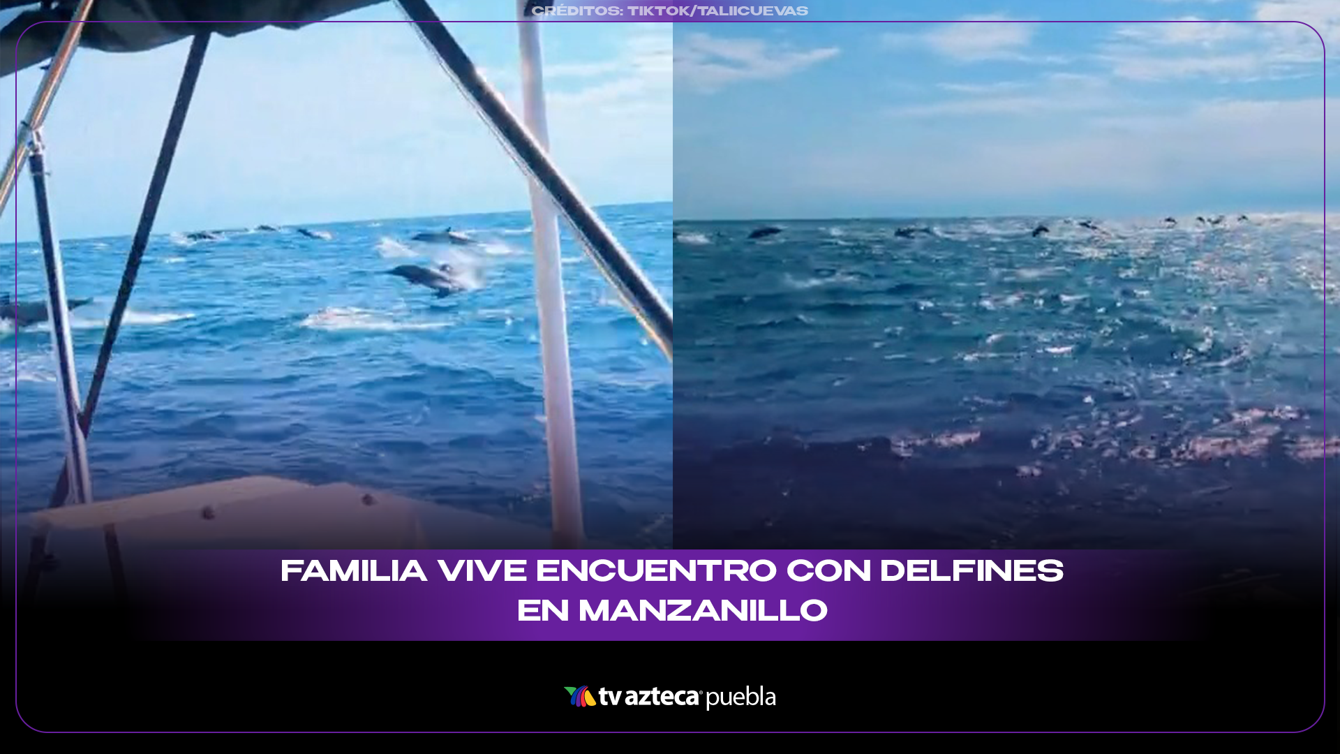 Delfines sorprenden a familia durante paseo frente a Manzani