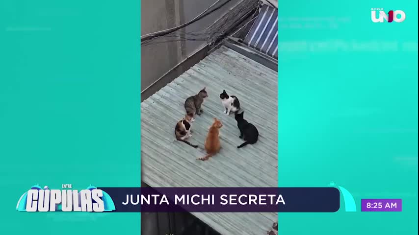 Captan a varios gatos reunidos en círculo y desatan teorías en redes