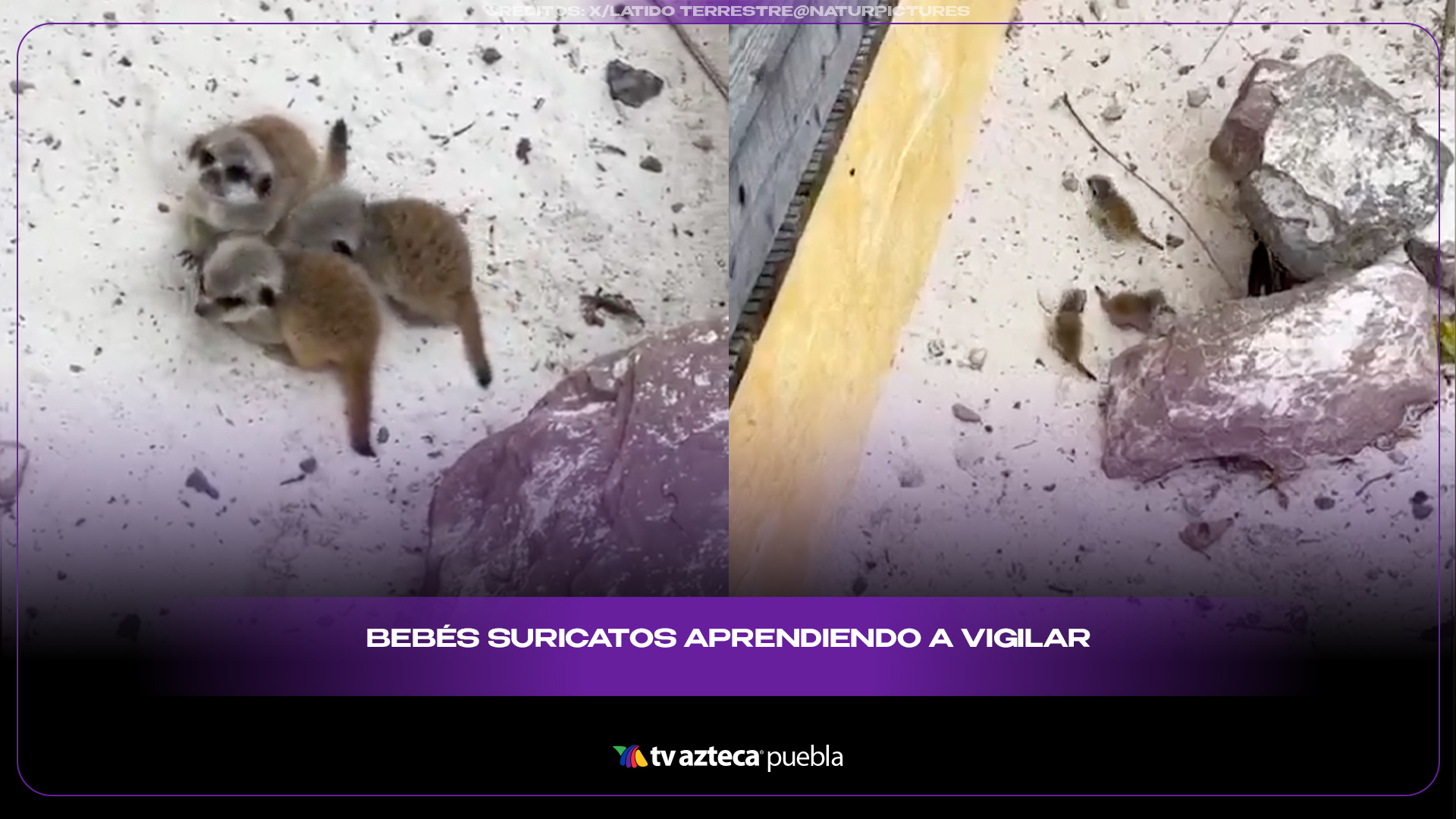 Bebés suricatos intentan vigilar como adultos y derriten internet