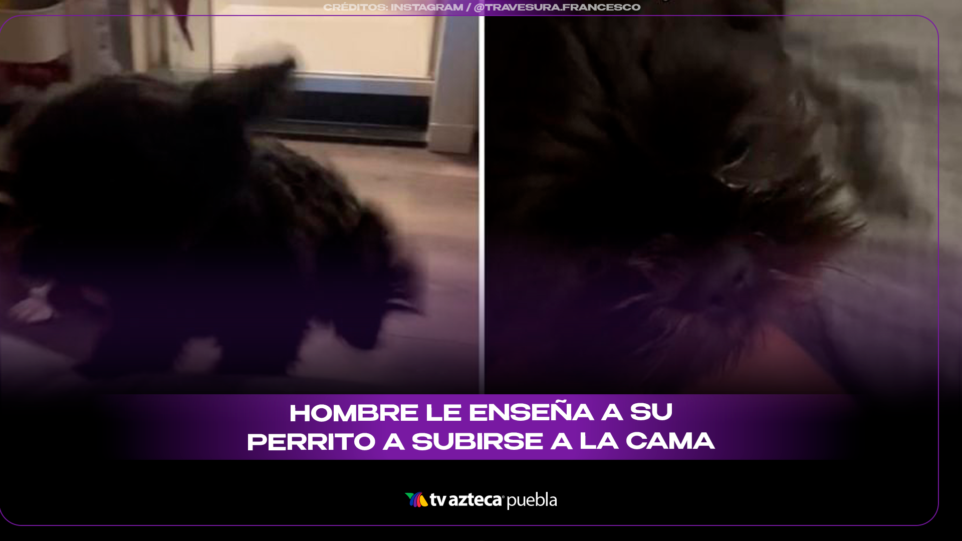Perrito conquista redes tras aprender a subir a la cama con ayuda de su dueño.