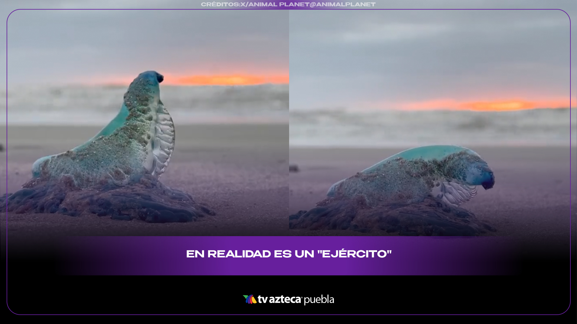 Carabela portuguesa: la criatura marina tan hermosa como peligrosa