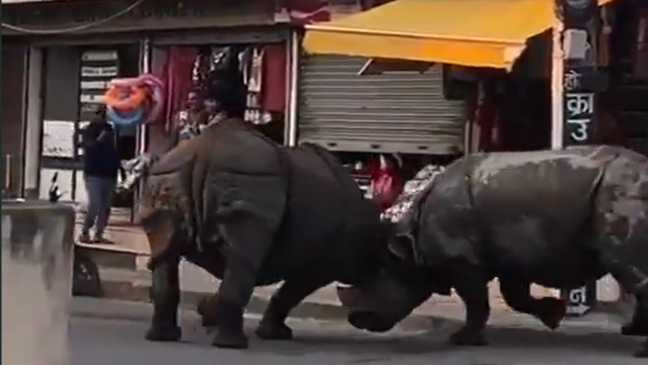 Irreal riña entre rinocerontes es captada en VIDEO en Nepal