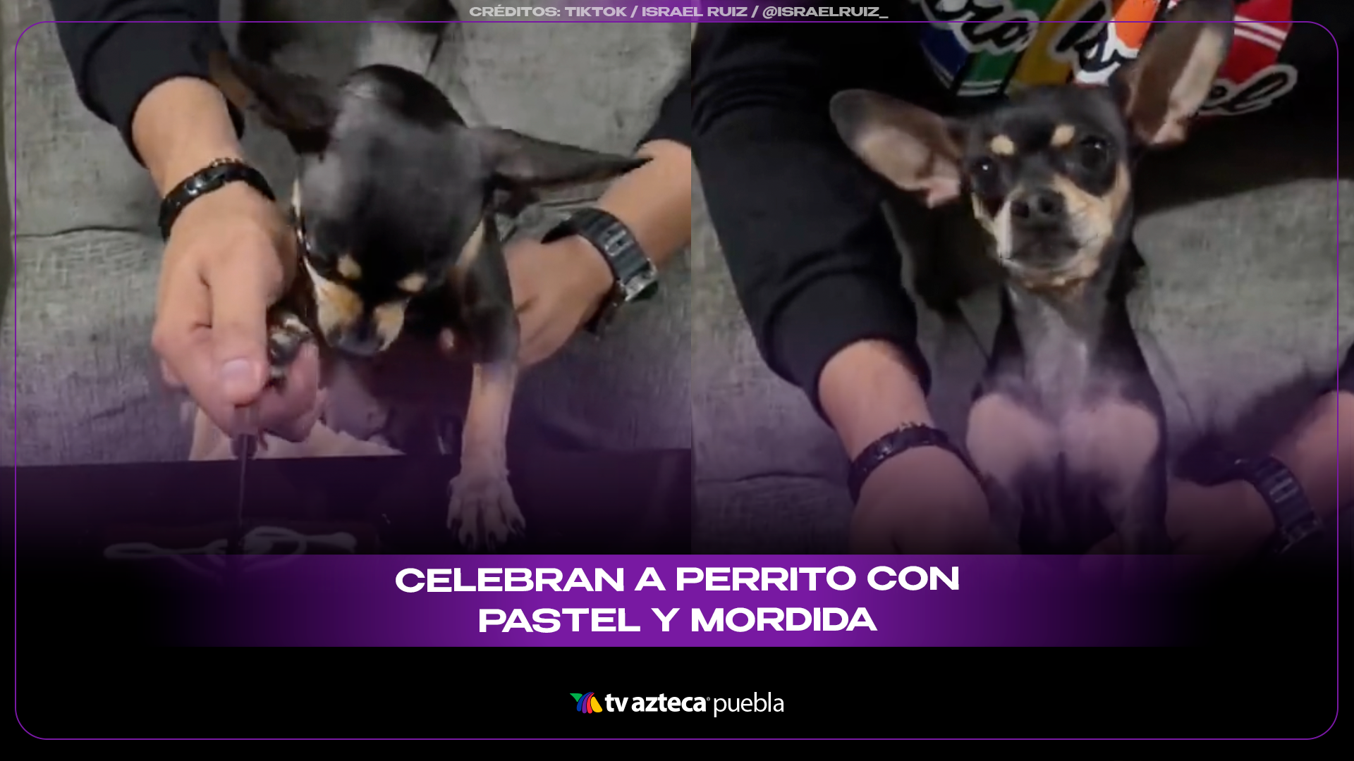 Lomito se vuelve viral tras festejar su cumpleaños con pastel y mañanitas