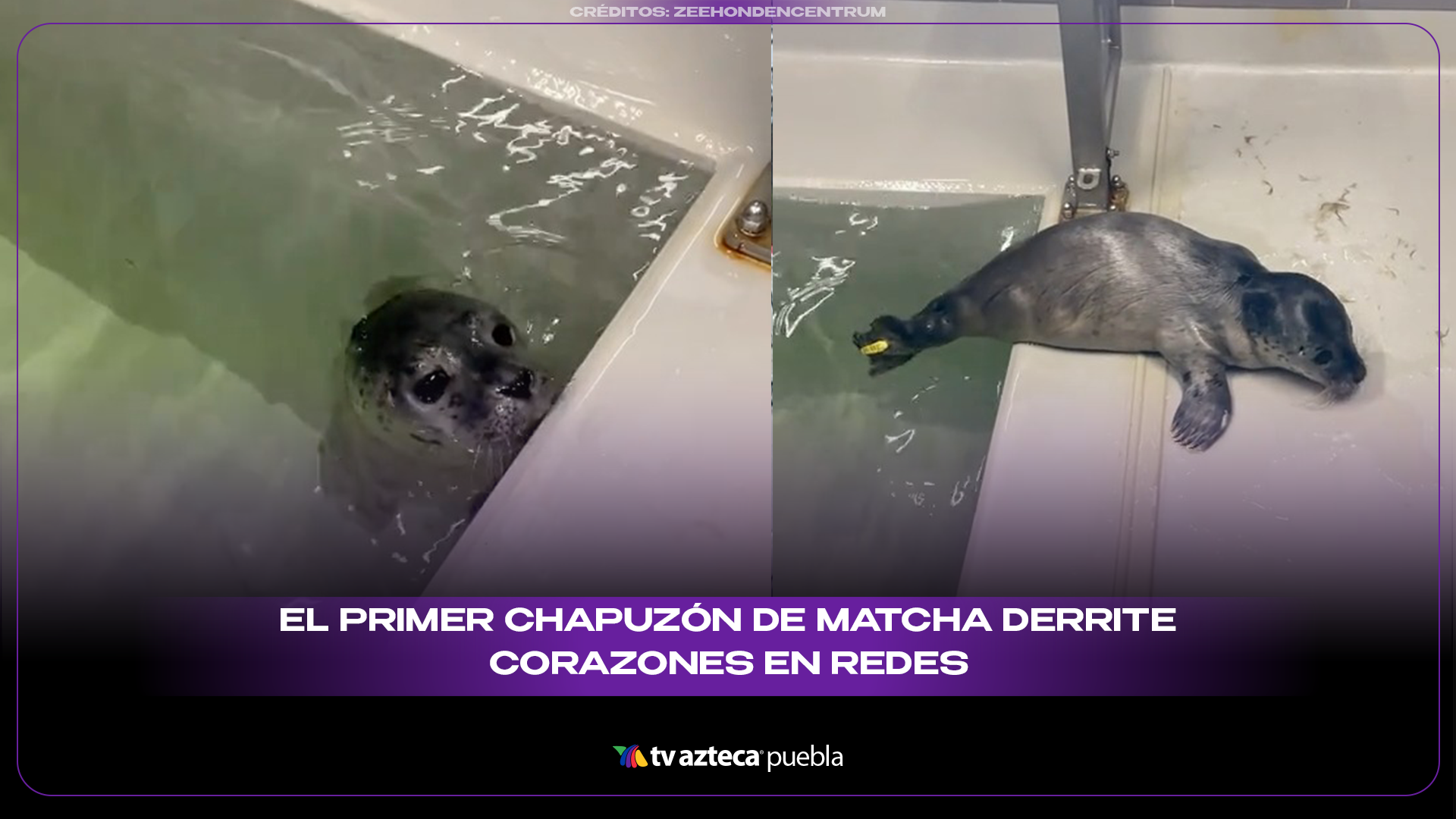 Foca bebé Matcha se vuelve viral por su primer chapuzón