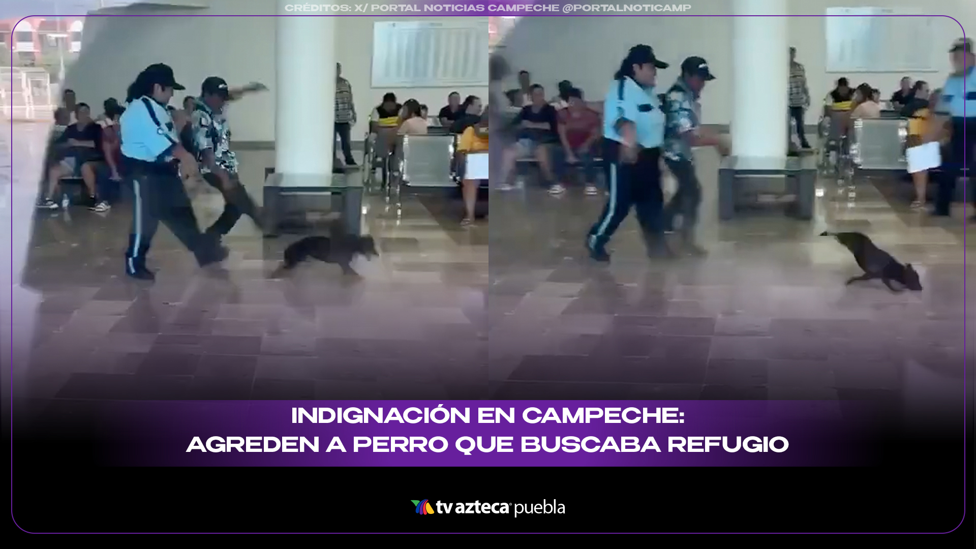 Indignación en Campeche: captan agresión contra perro que buscaba refugio de la lluvia