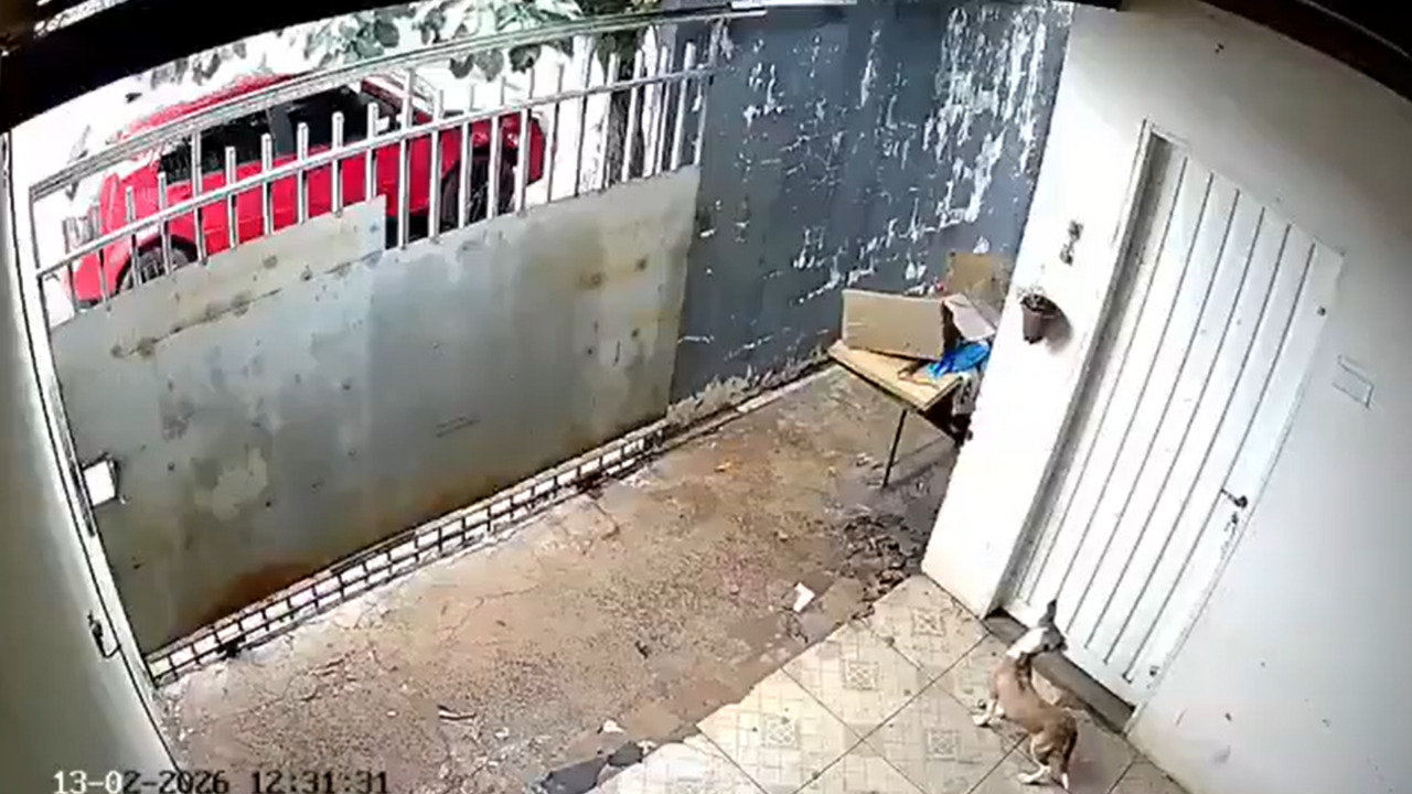 VIDEO: Captan brutal ataque de dos pitbull contra un perro pequeño dentro de su casa