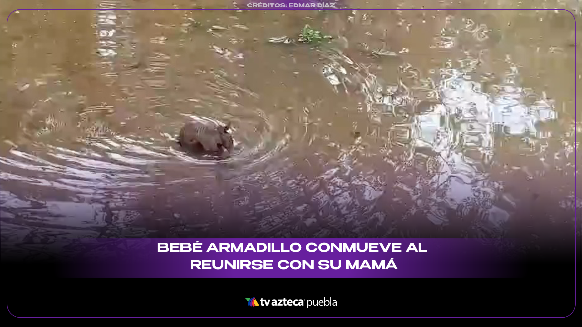 Bebé armadillo conmueve al reunirse con su madre