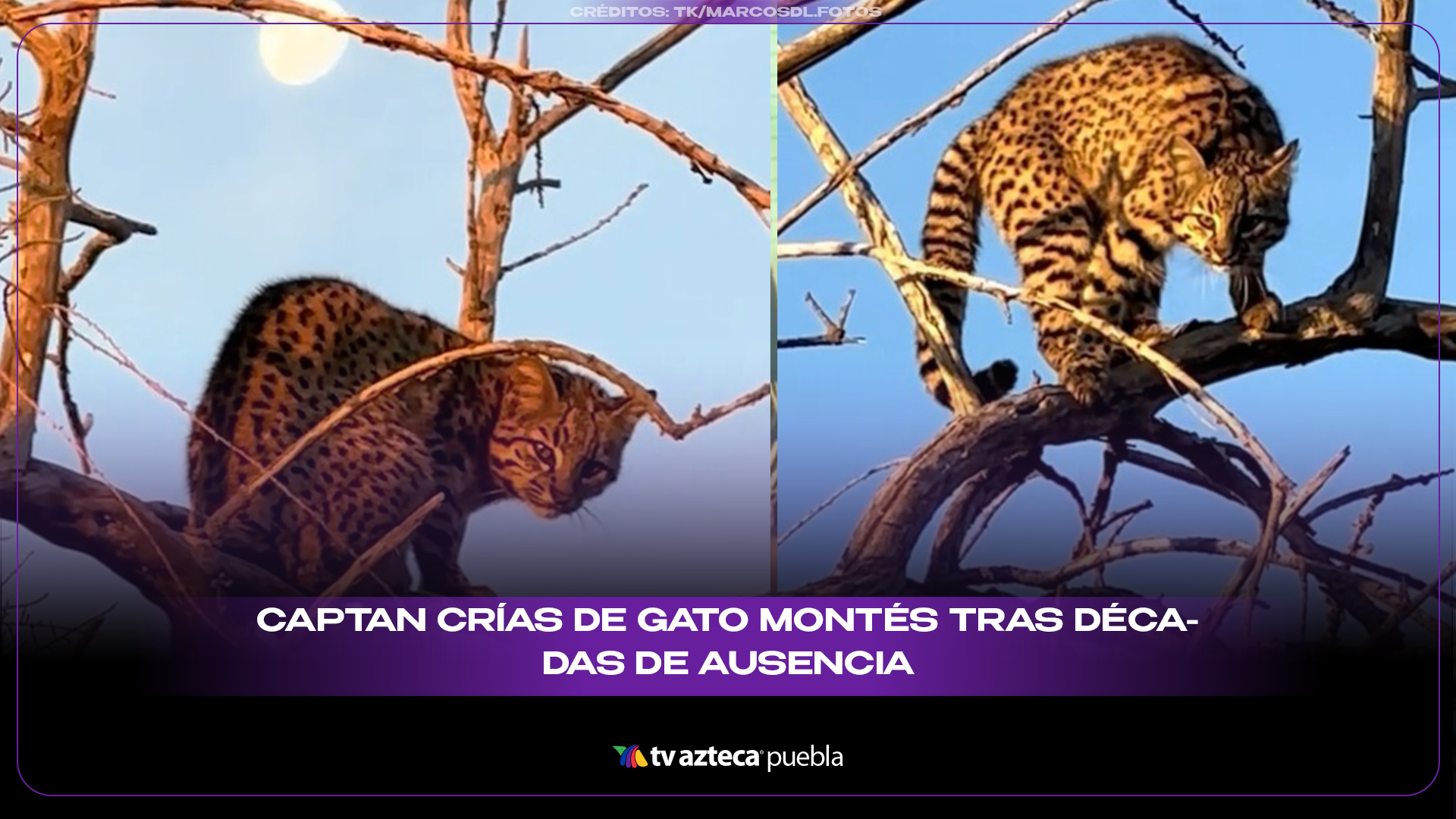 Gato montés reaparece en bosques de República Checa