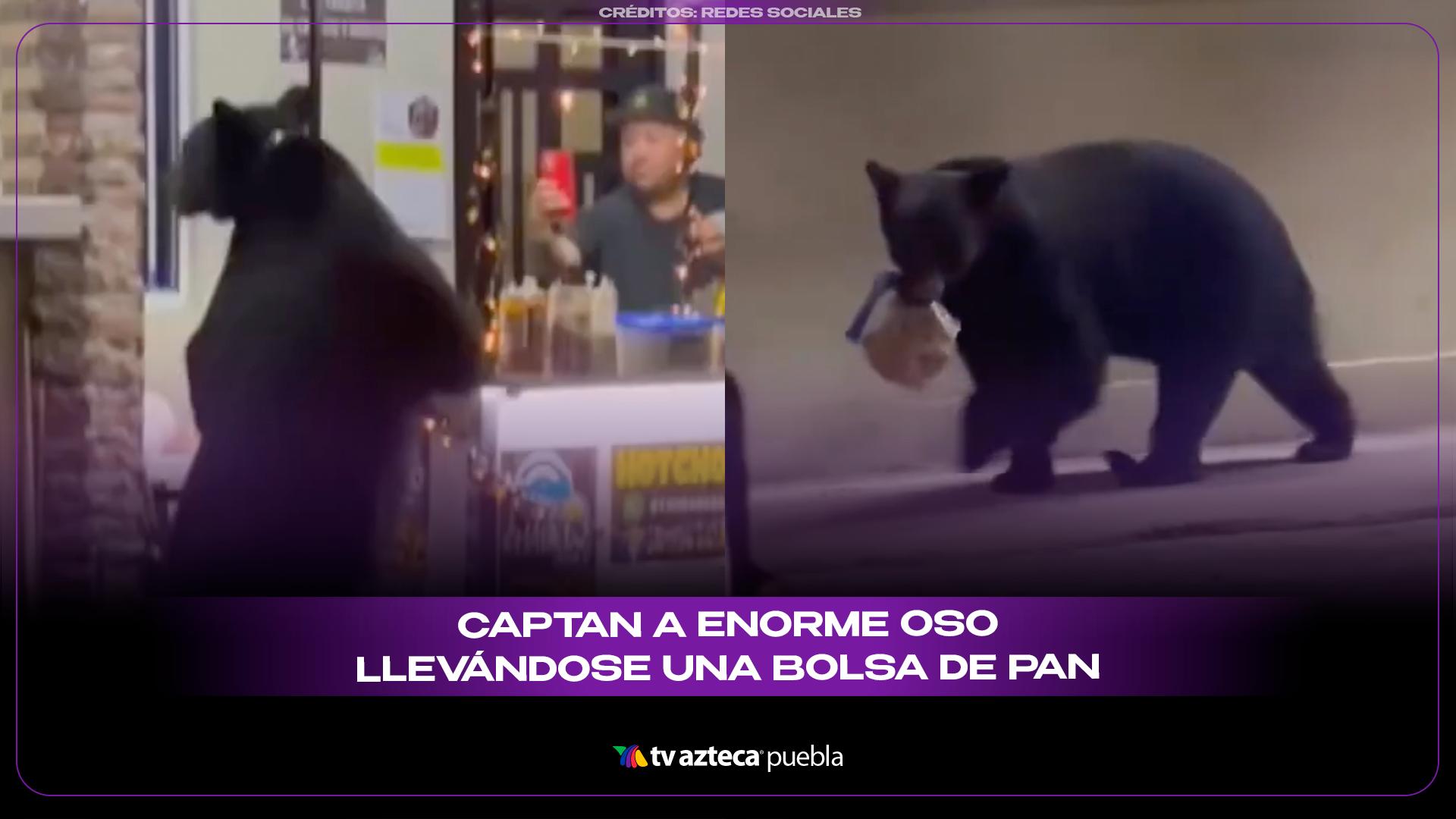 Oso roba bolsa de pan en Nuevo León y se vuelve viral