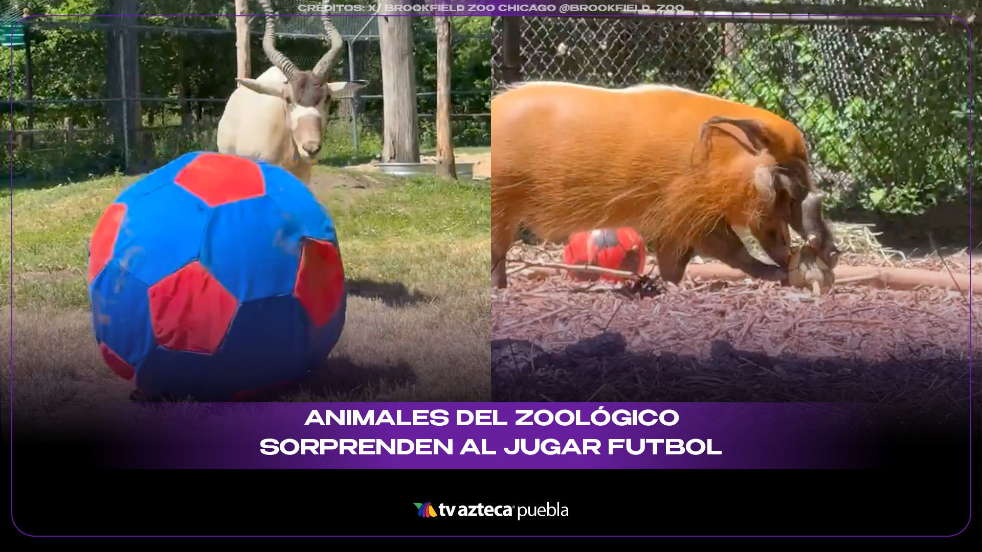 Animales de zoológico sorprenden con divertida actividad ins