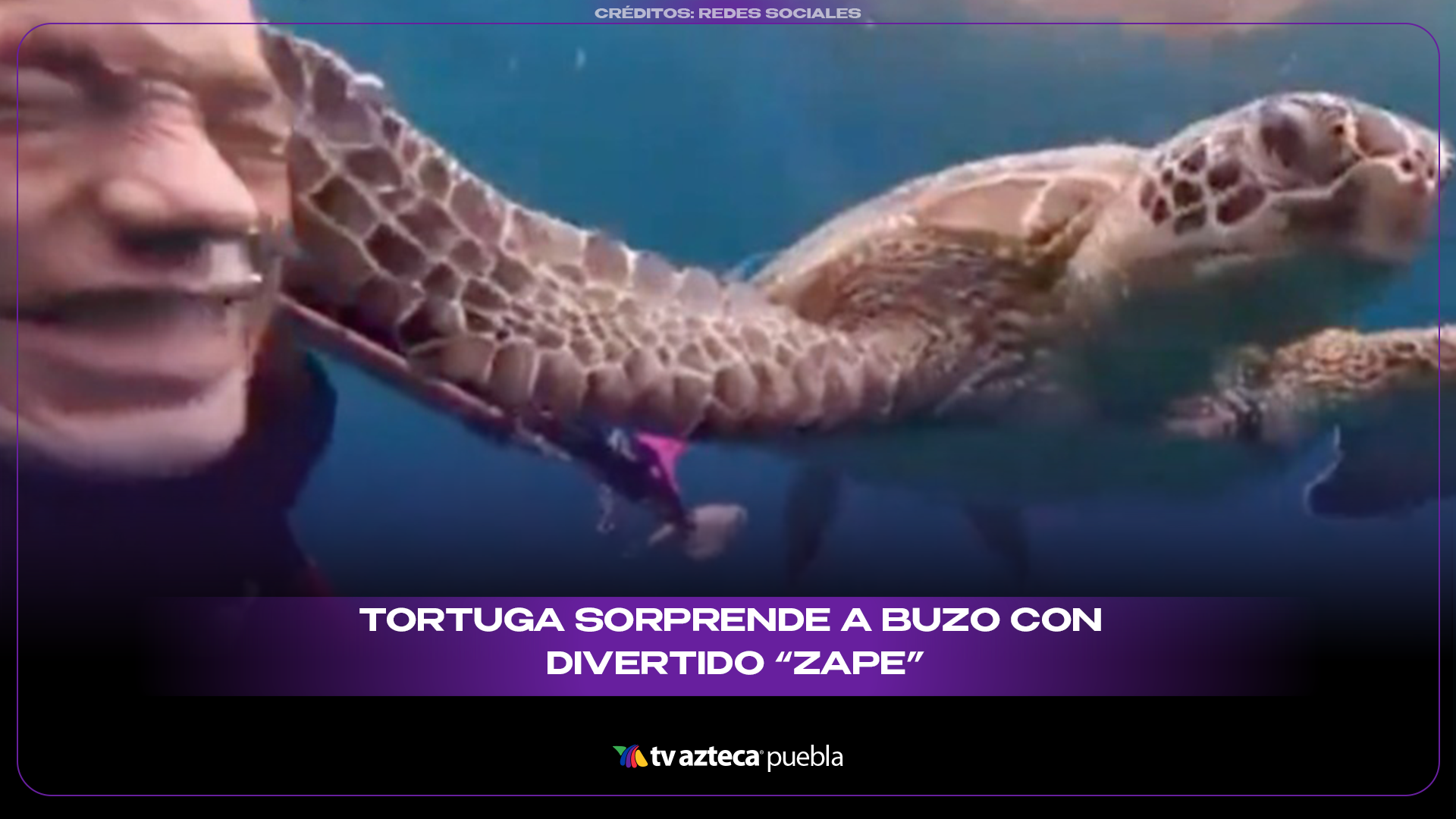 Tortuga marina sorprende a buzo con inesperado enc