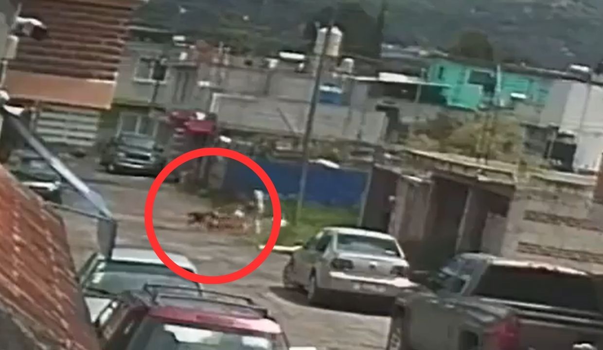 VIDEO: ¡FEROZ ATAQUE! Mujer es agredida por perros en Amozoc