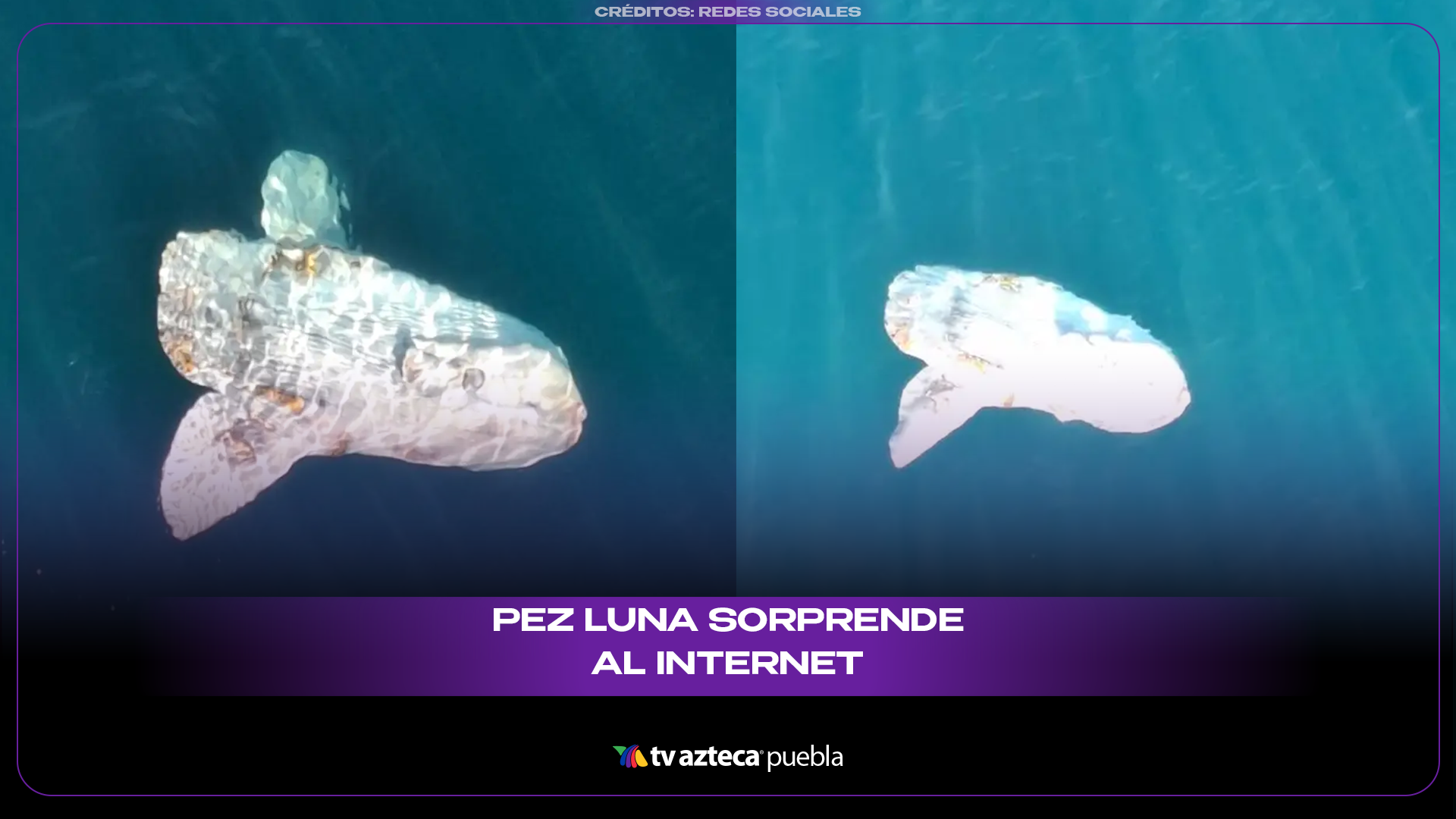 Pez luna asombra por sobrevivir pese a las heridas en su cuerpo