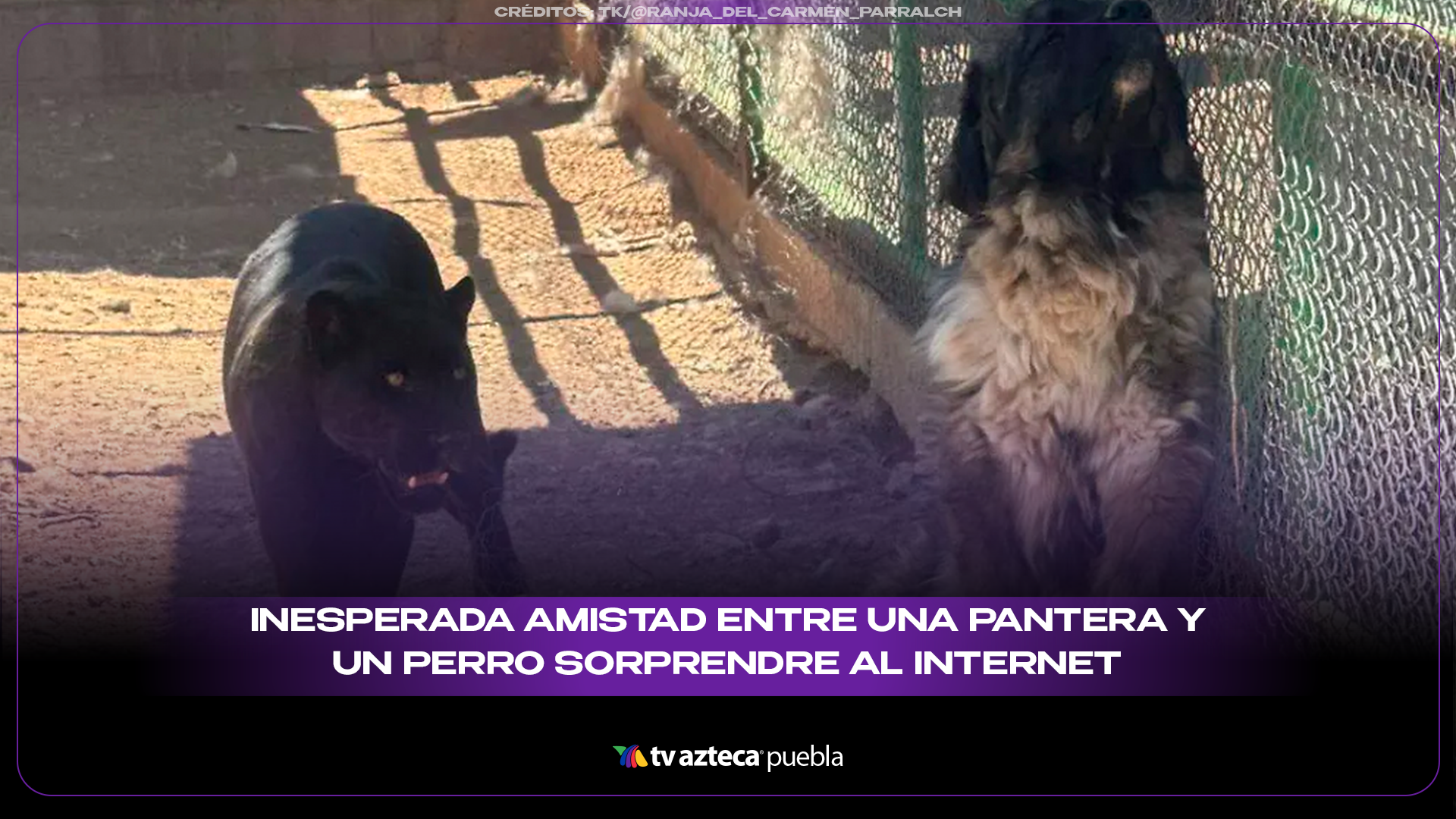 Pantera y perro enternecen redes con su inesperada amistad
