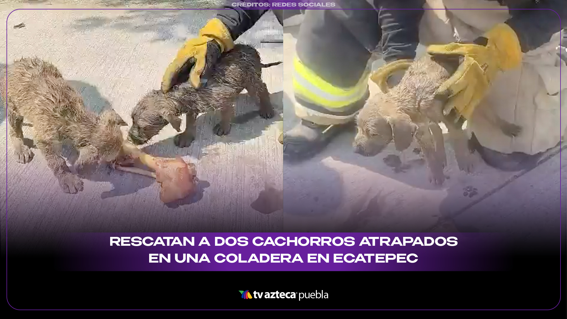 Rescatan a dos cachorros atrapados en una coladera en Ecatepec